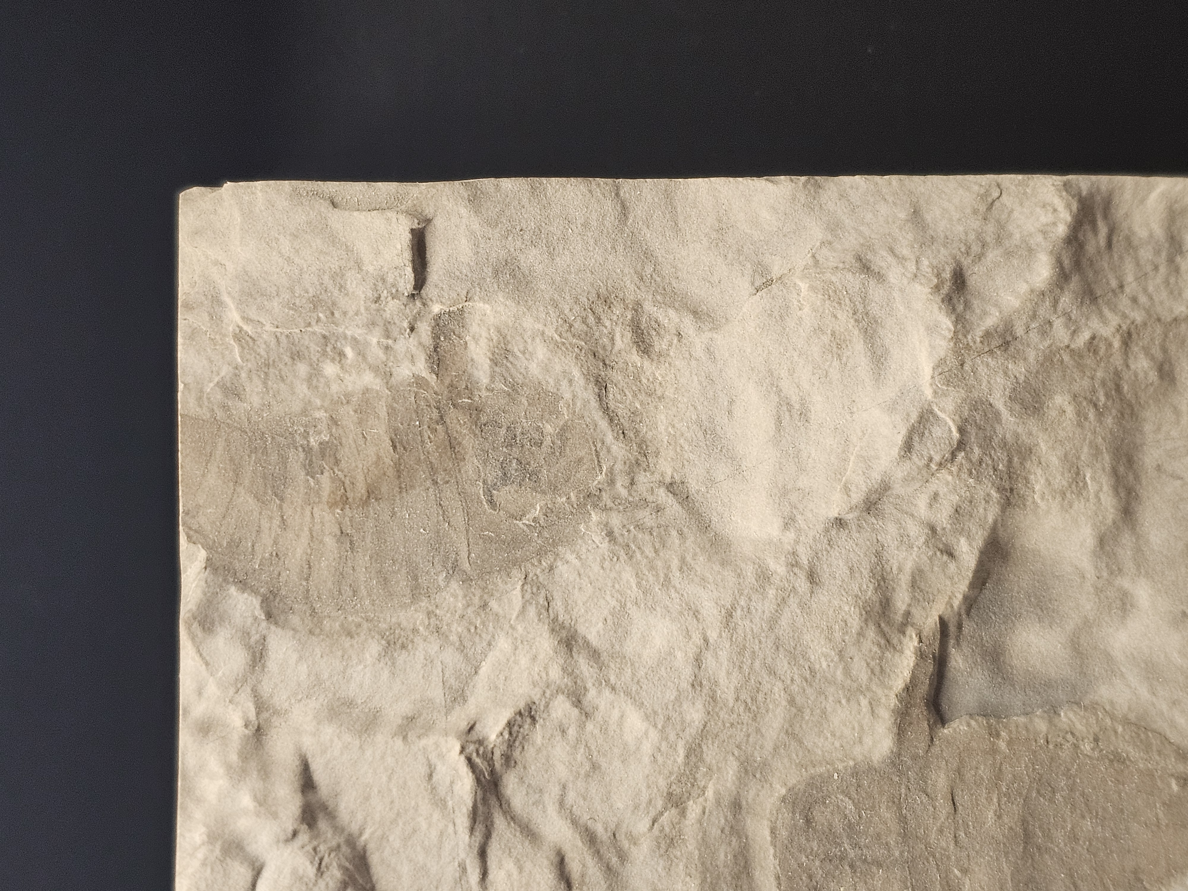 Eurypterid “Sea Scorpion” Fossil Pair in Wooden Display Case — view 4