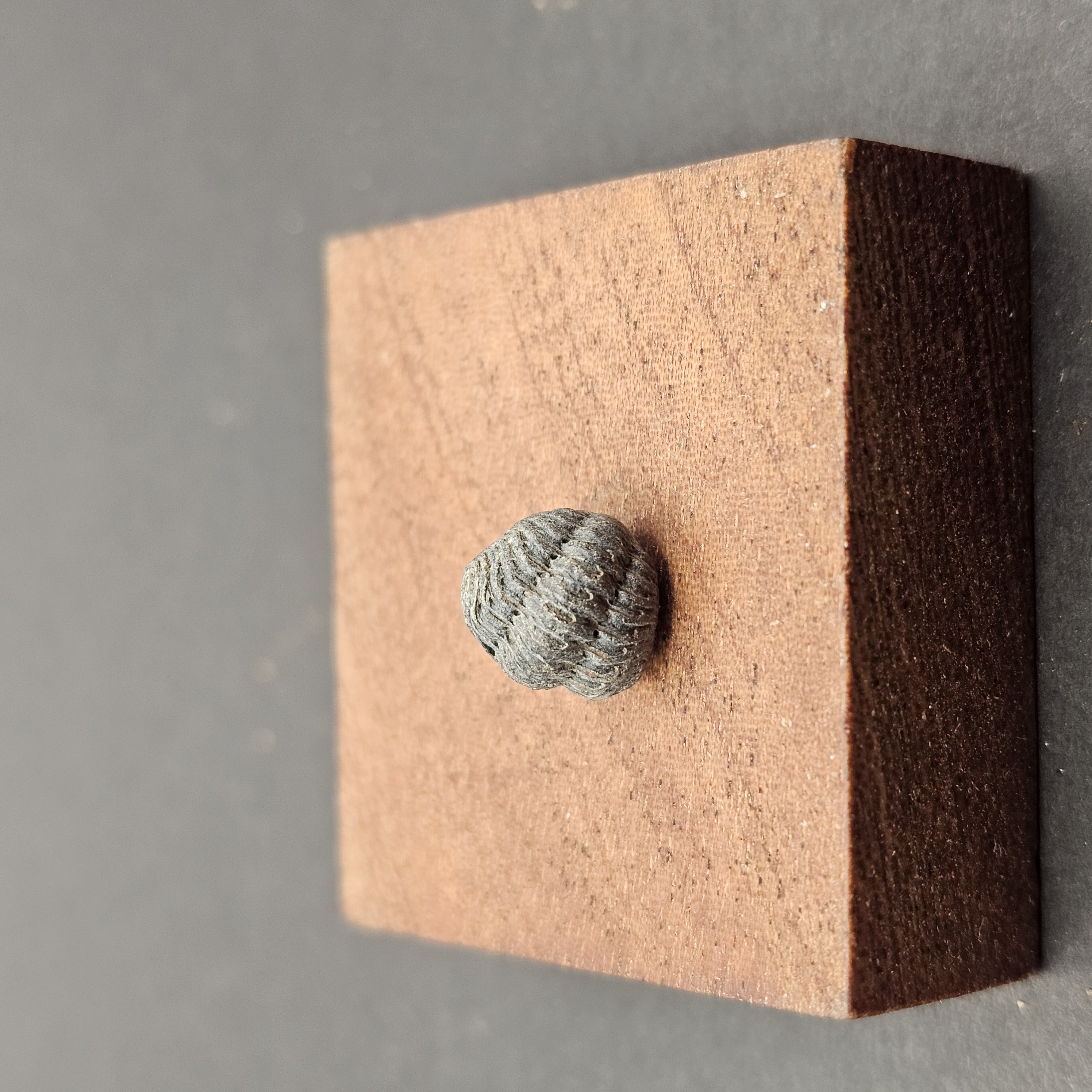 Small Enrolled Phacops Trilobite — view 3