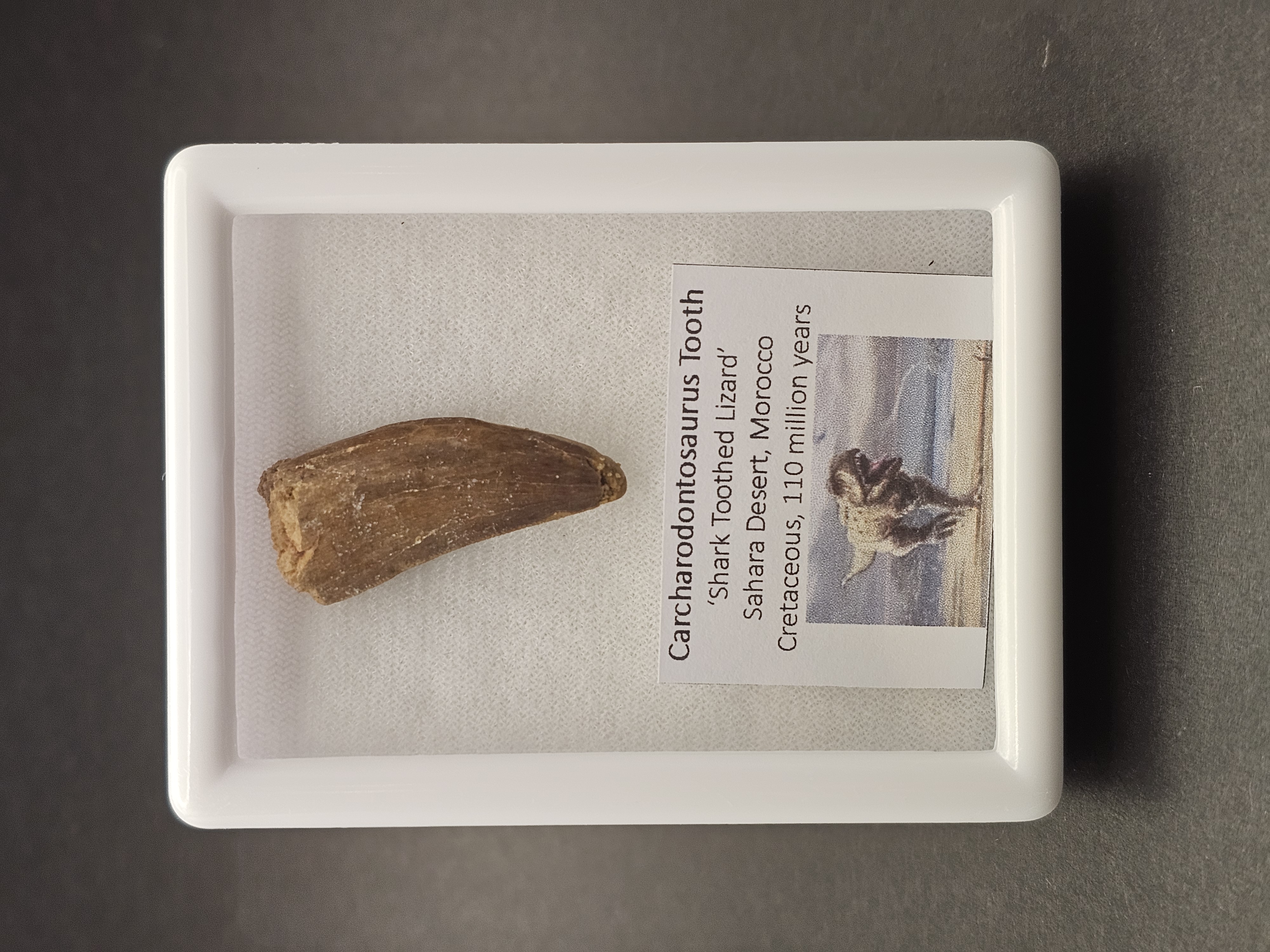 Carcharodontosaurus Tooth — view 1