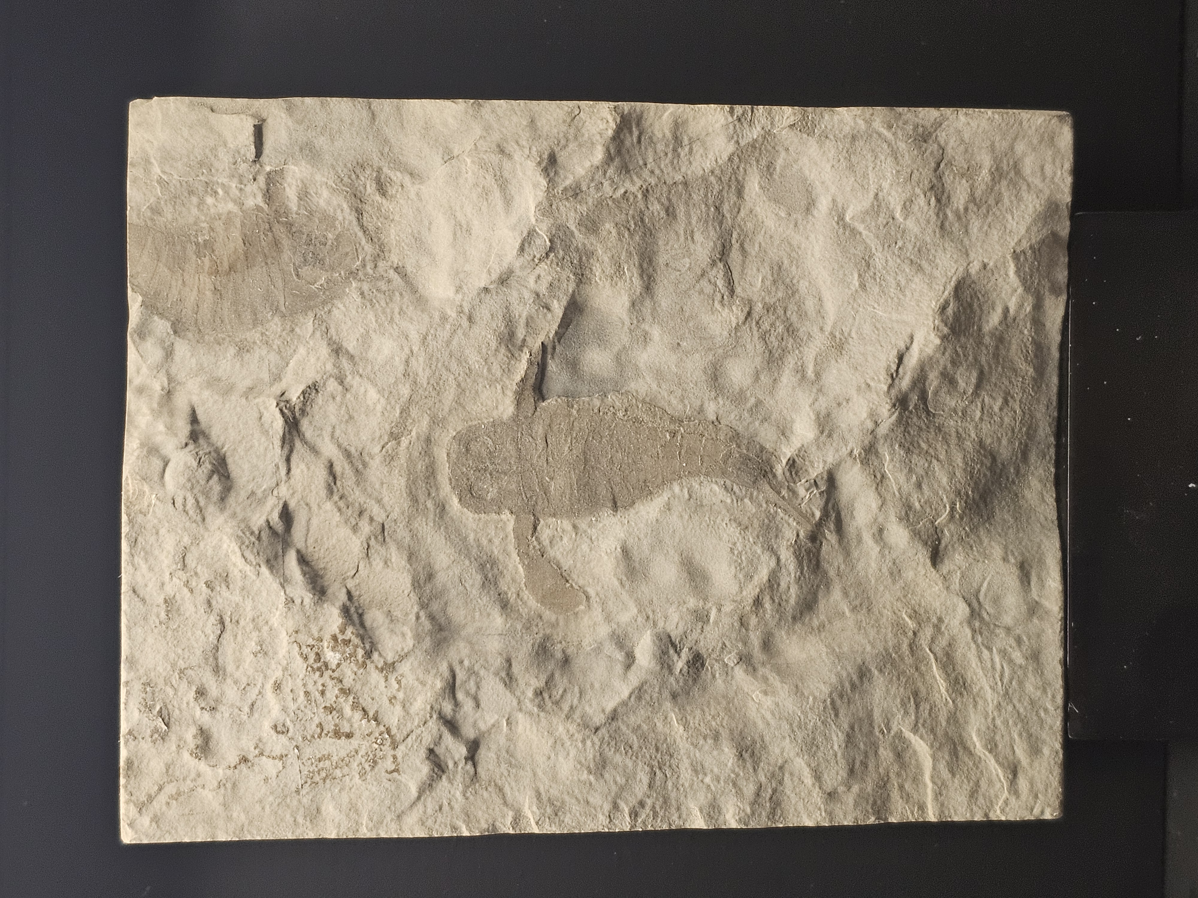 Eurypterid “Sea Scorpion” Fossil Pair in Wooden Display Case — view 2