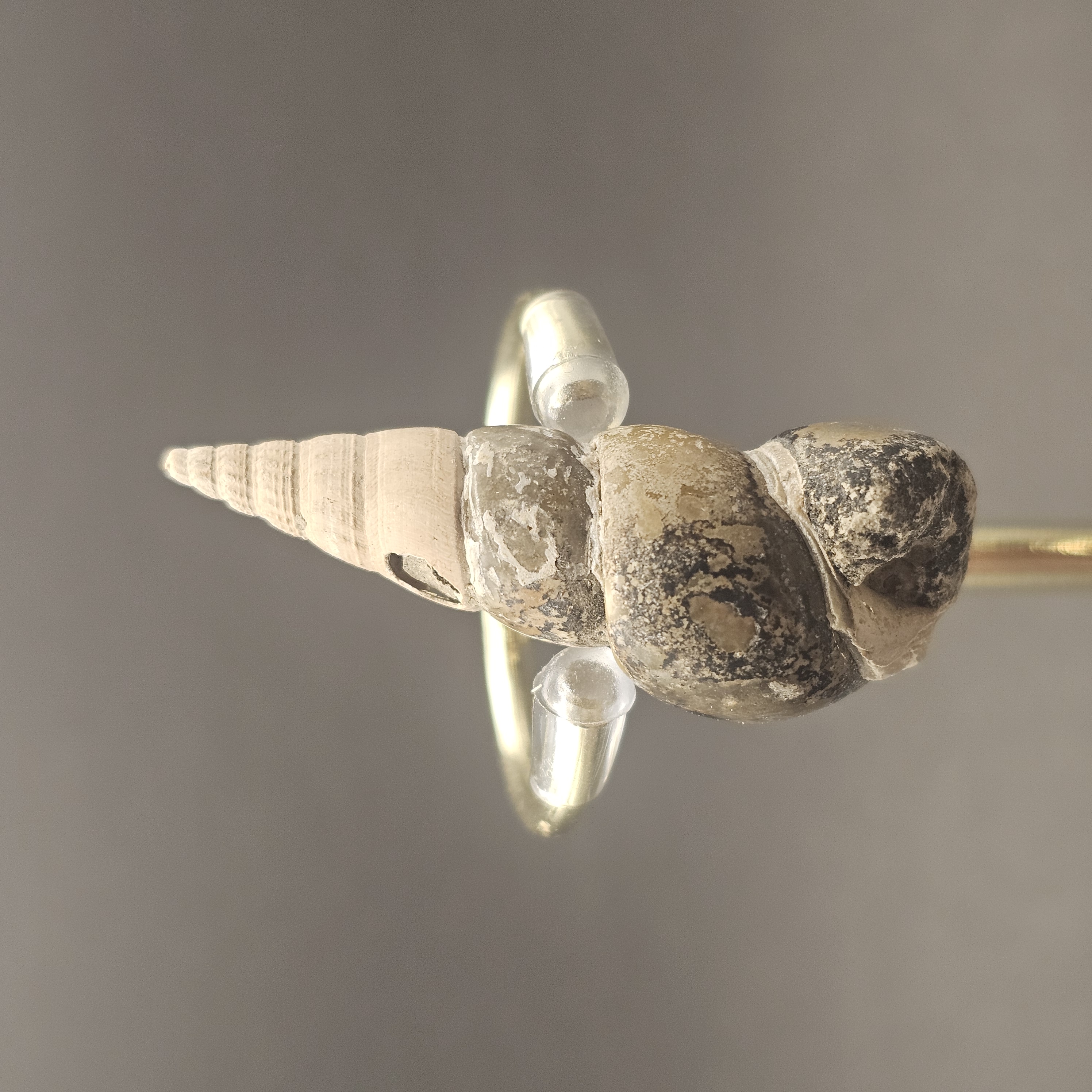 Turritellid Gastropod Shell — view 6