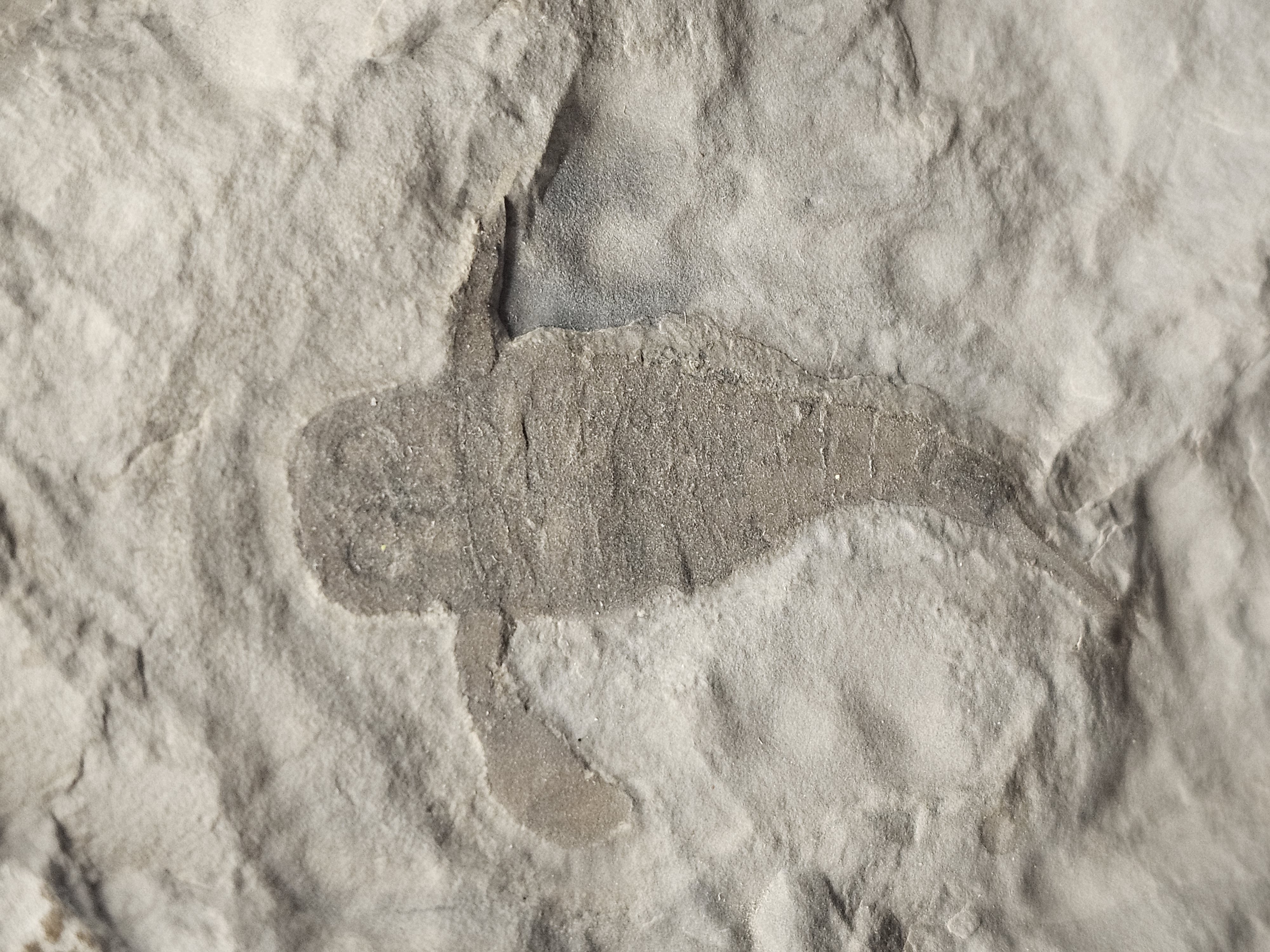 Eurypterid “Sea Scorpion” Fossil Pair in Wooden Display Case — view 5