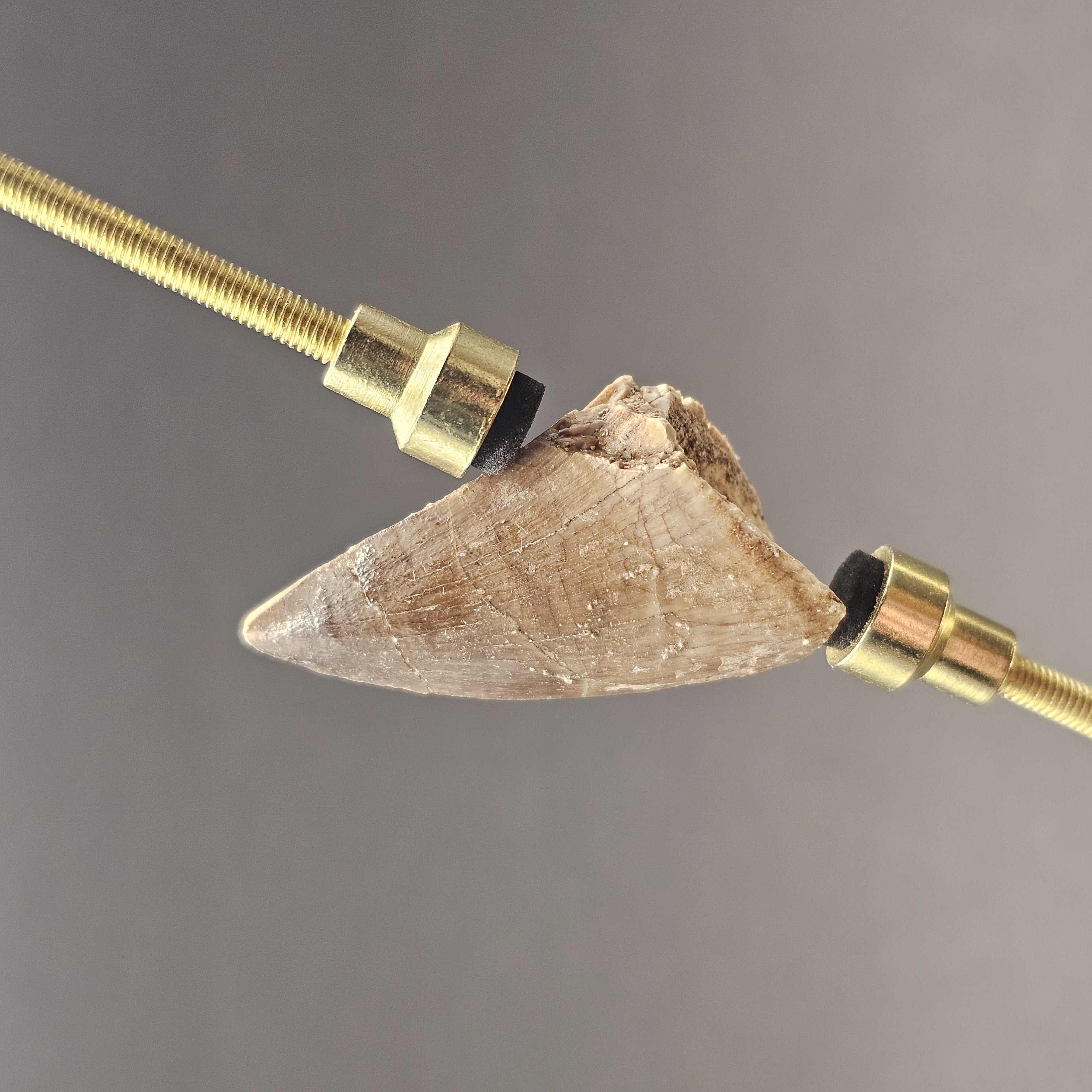 Mosasaur Tooth — view 2