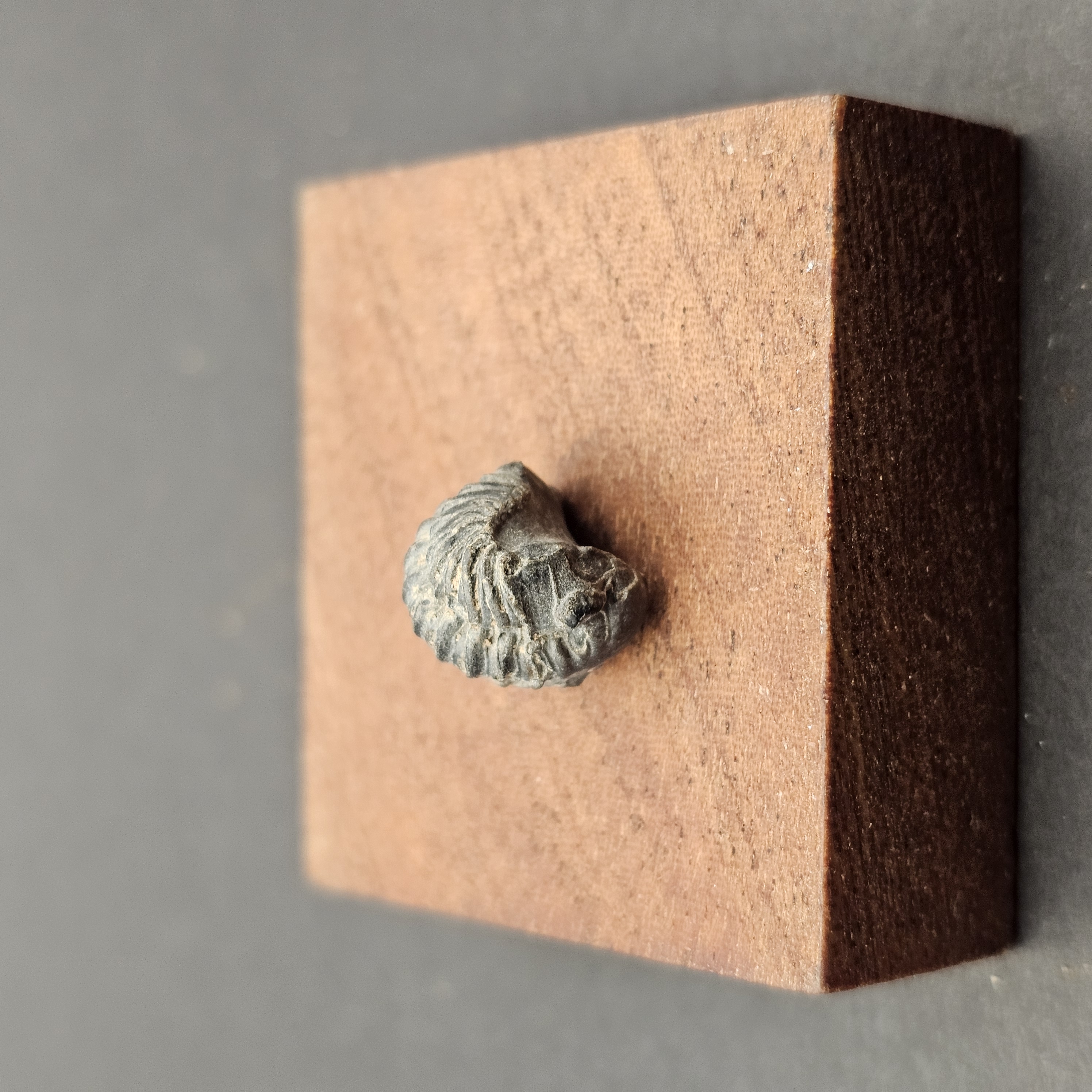 Small Enrolled Phacops Trilobite — view 2