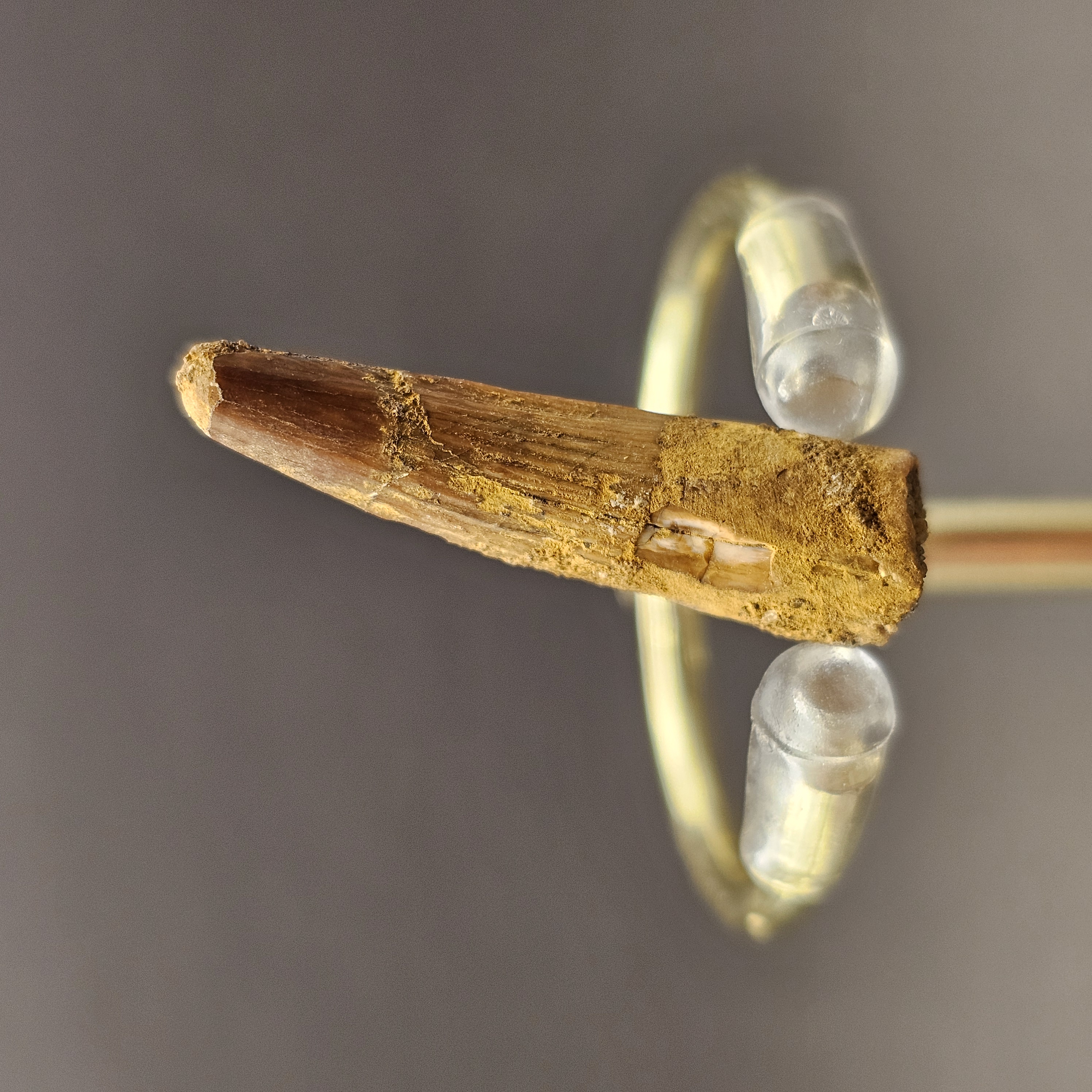 Spinosaurus Tooth — view 4