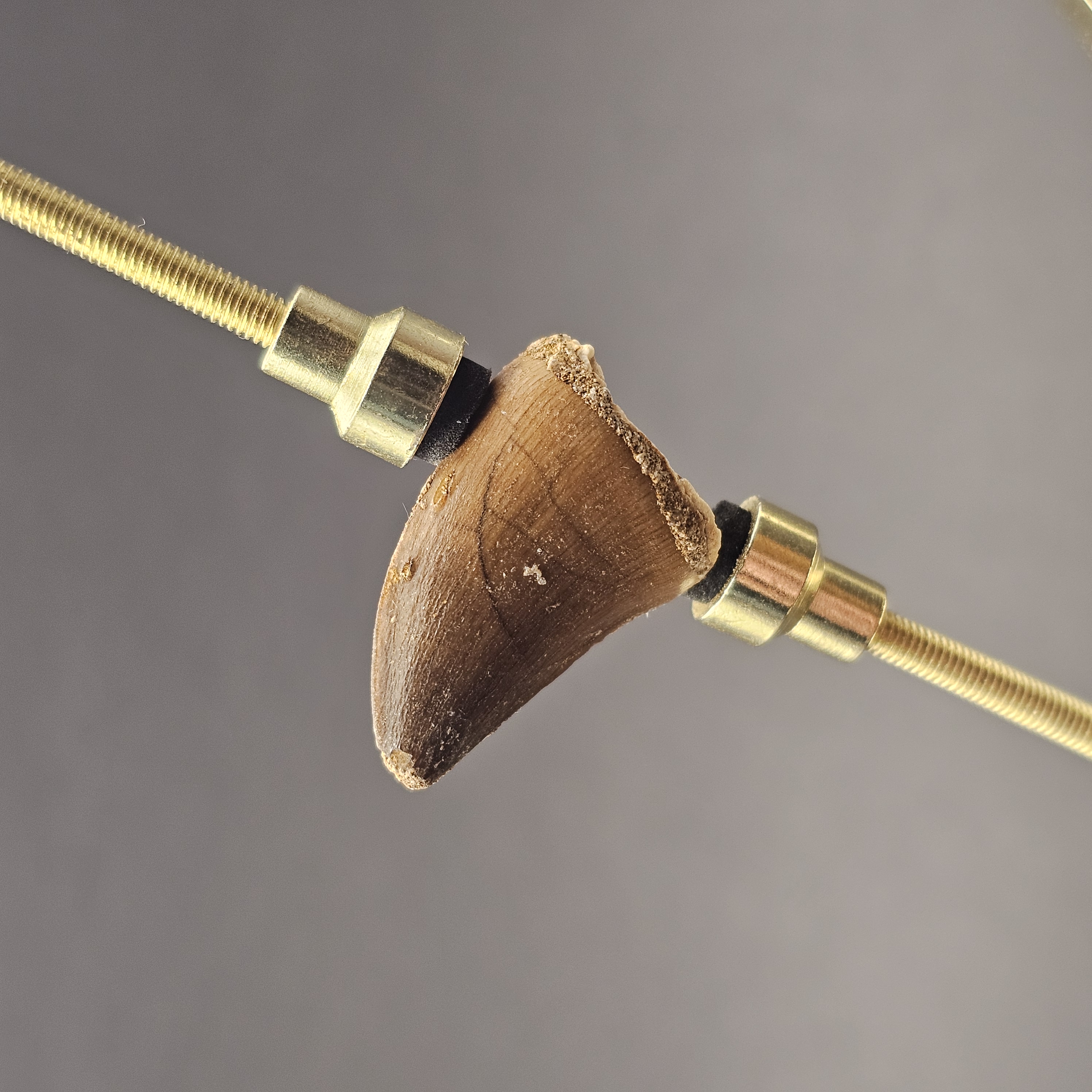 Mosasaur Tooth — view 4