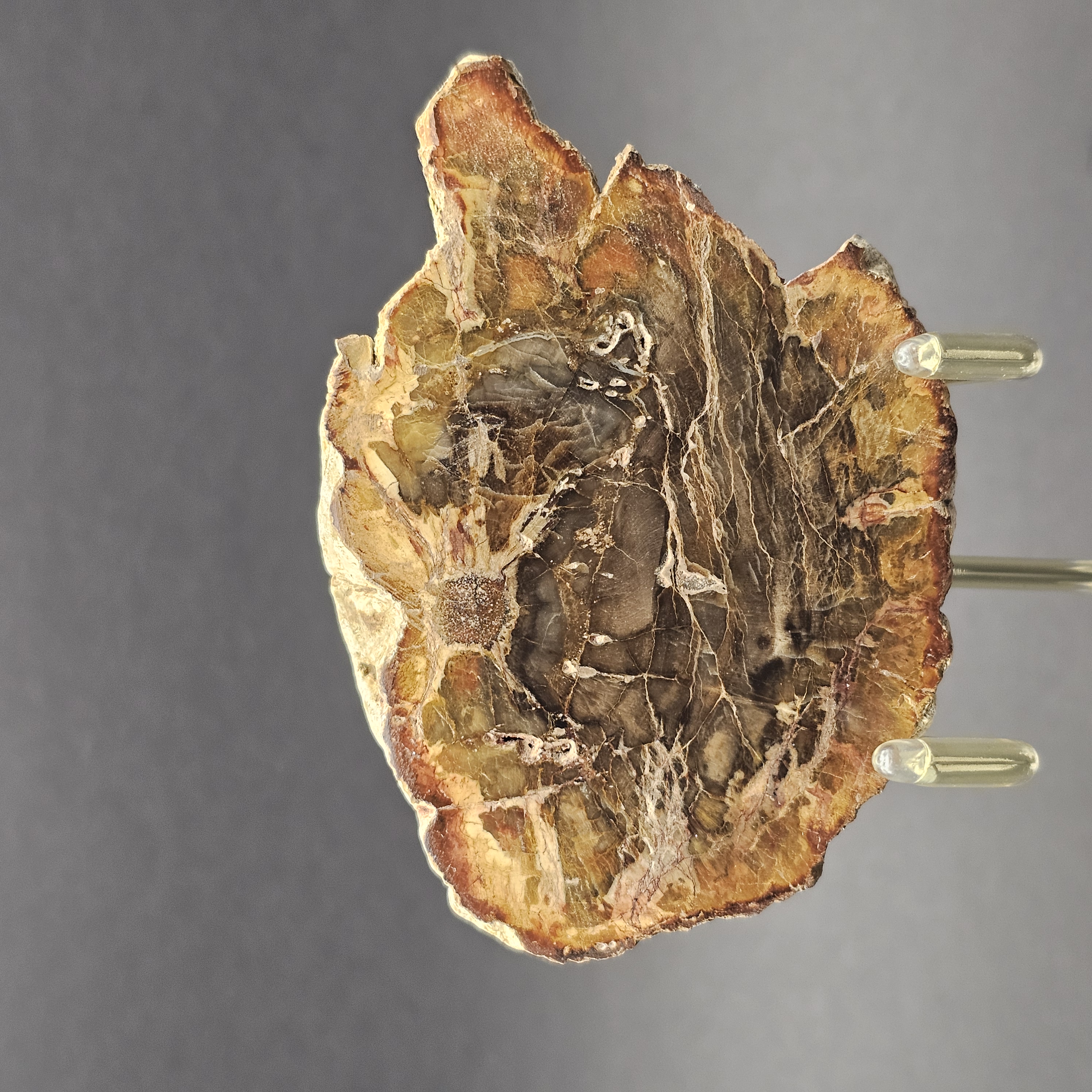 Polished Triassic Petrified Wood Slice from Madagascar — view 1