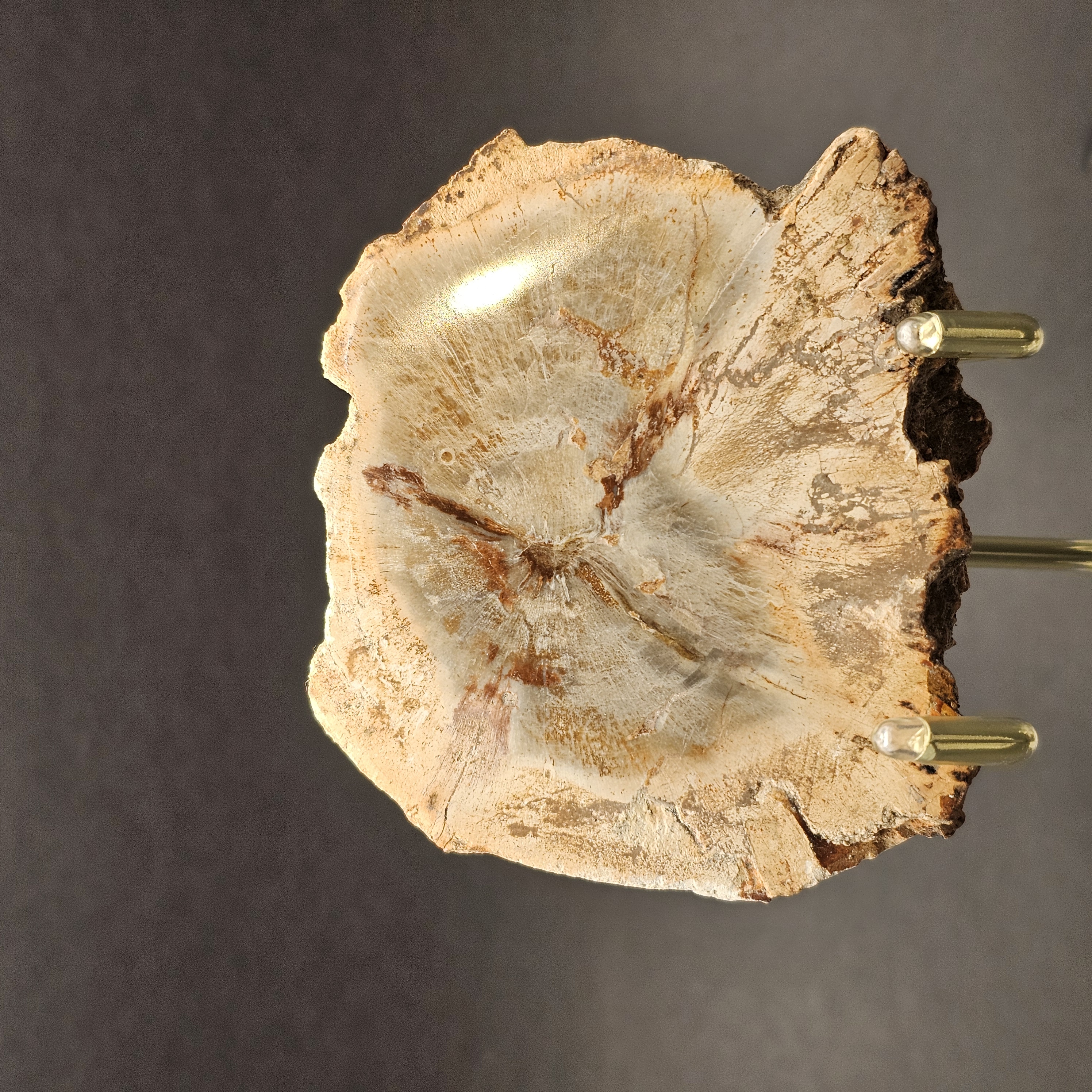 Polished Triassic Petrified Wood Slice from Madagascar — view 7