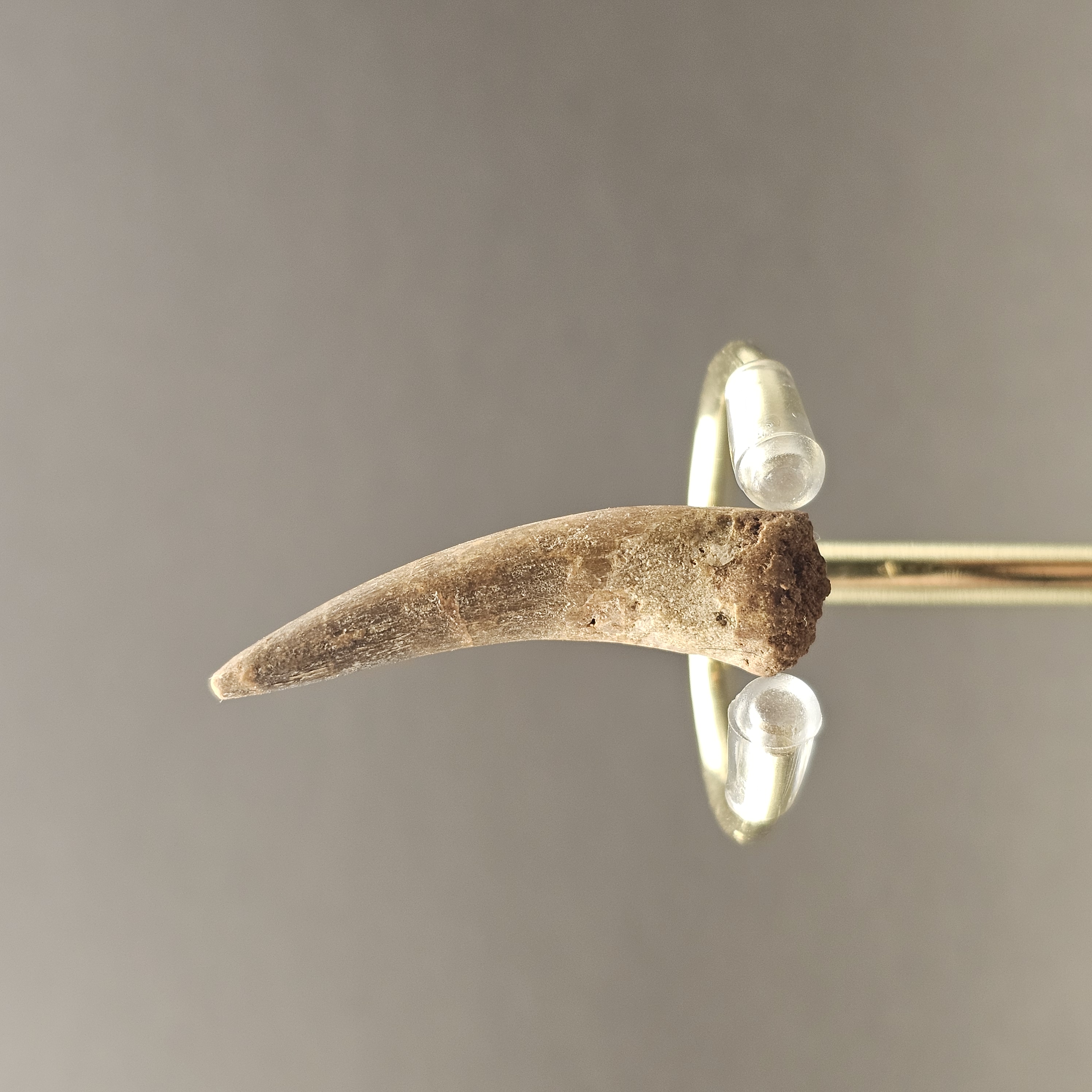Plesiosaur Tooth — view 4
