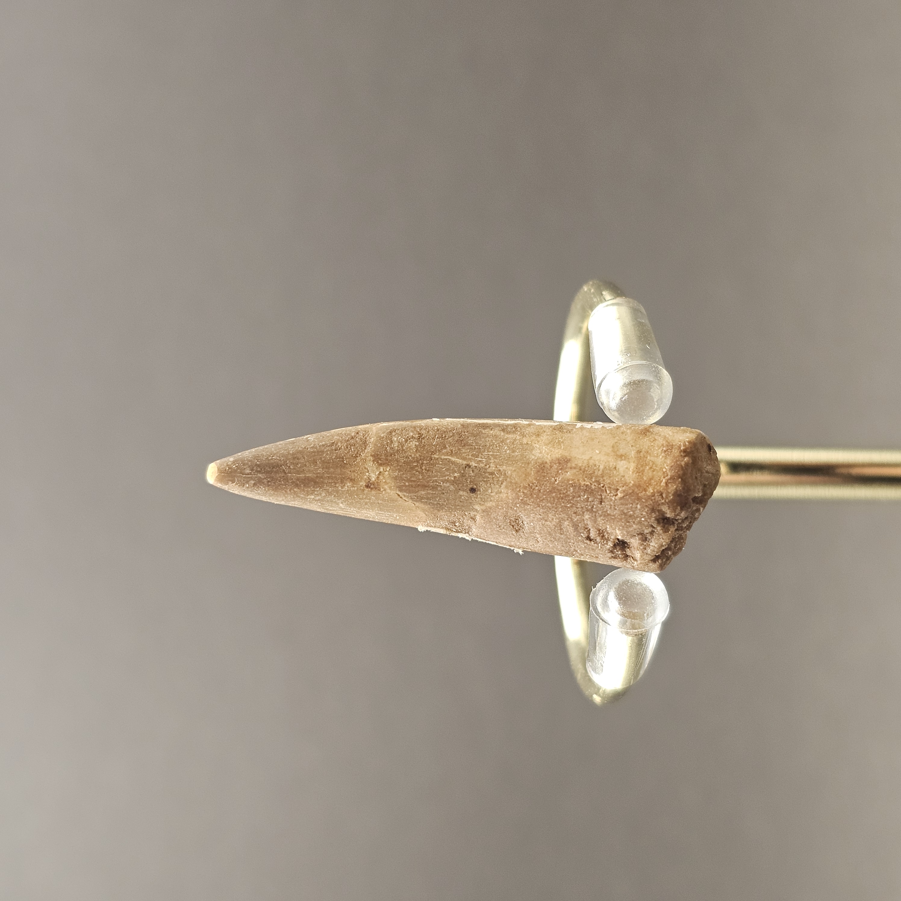Plesiosaur Tooth — view 6