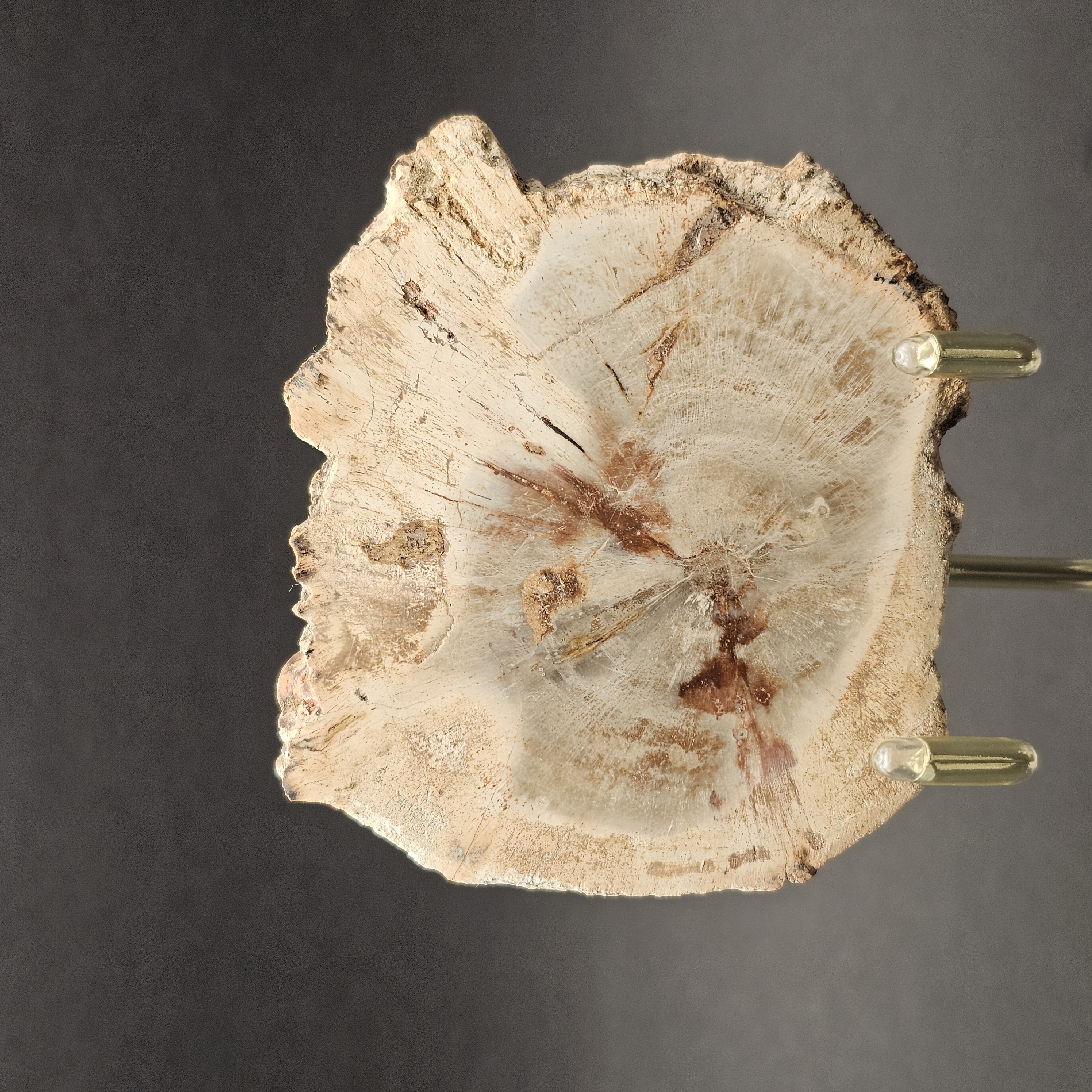 Polished Triassic Petrified Wood Slice from Madagascar — view 8