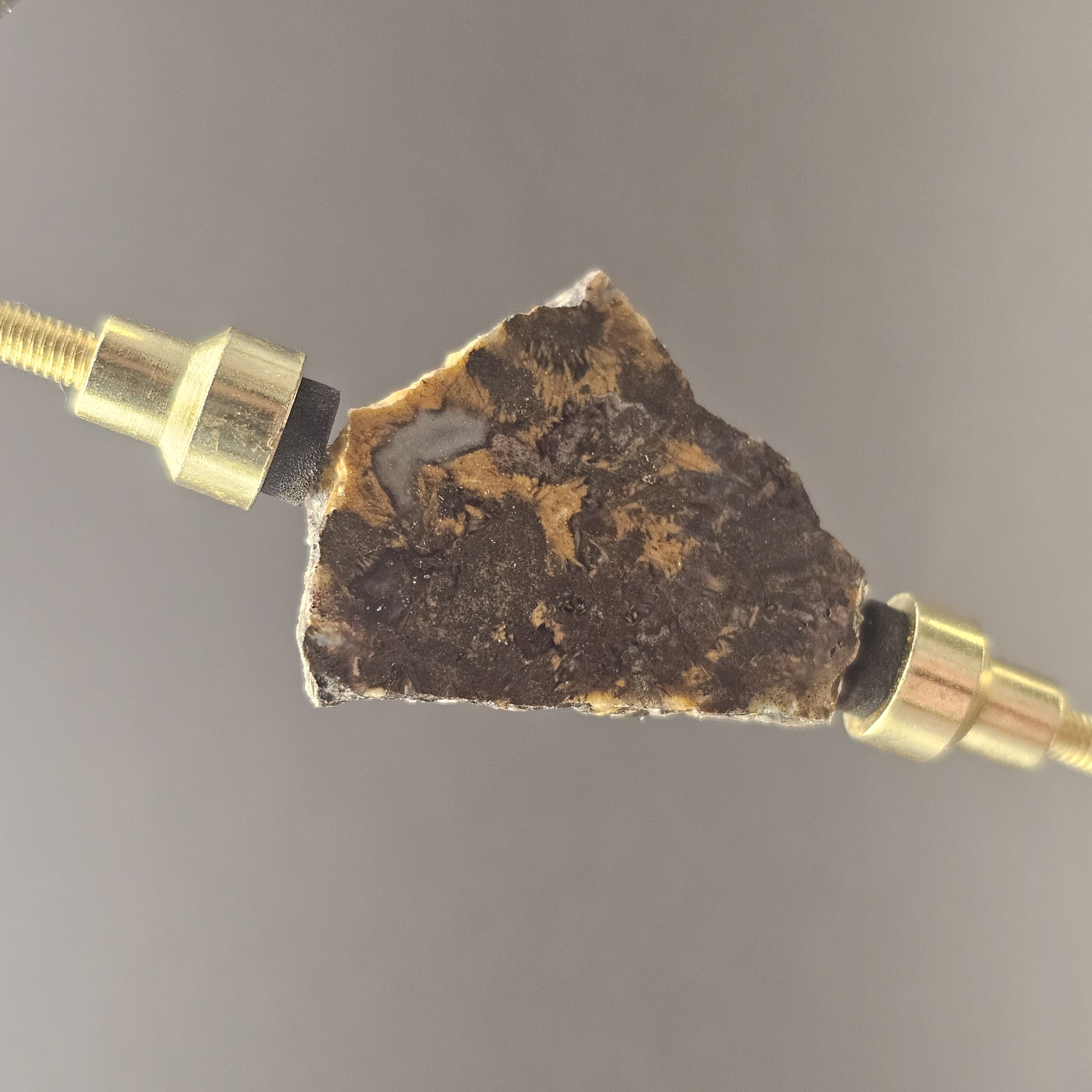 Atlasaurus Bone Slice — view 7