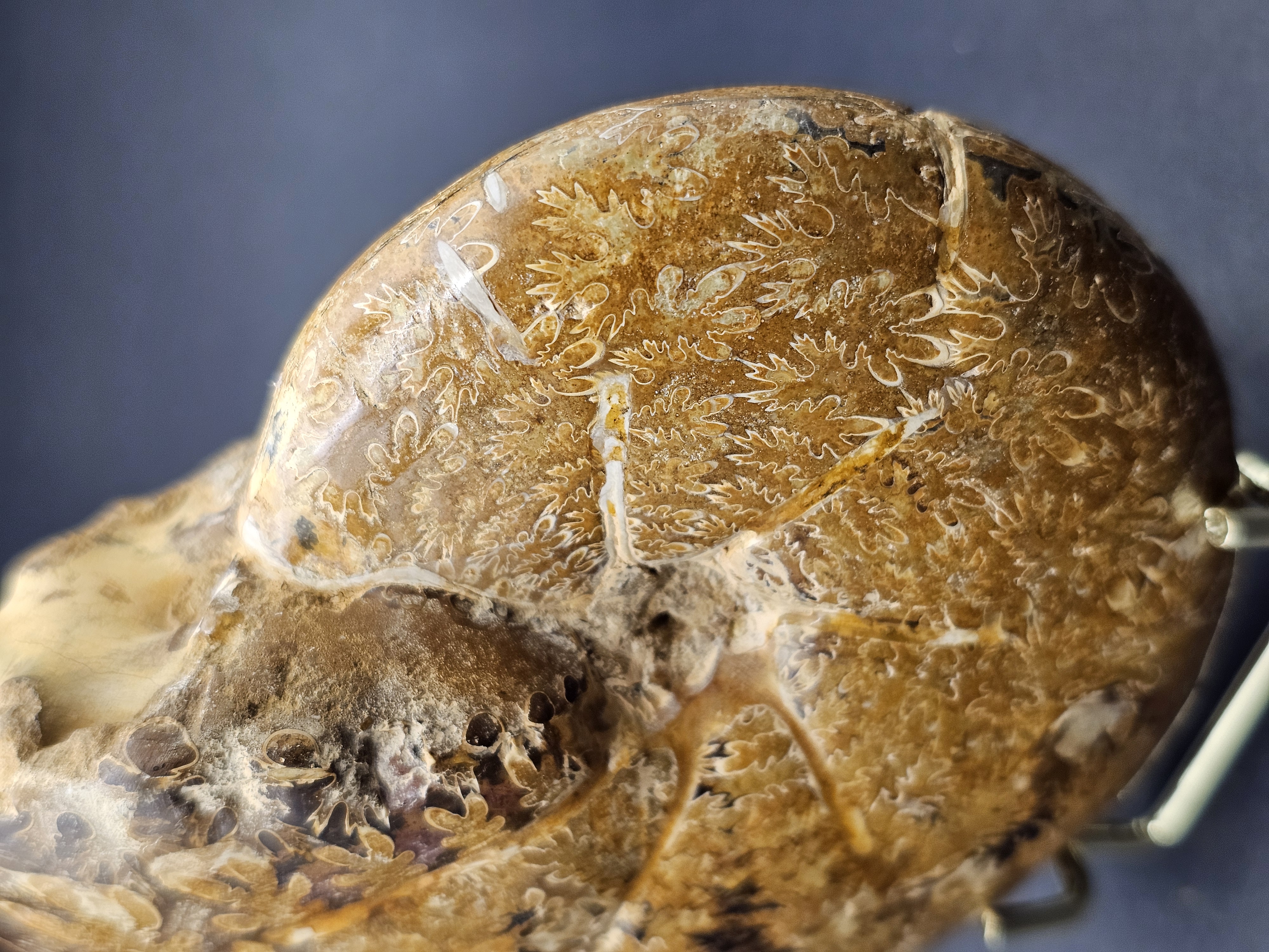 Polished Madagascan Phylloceratid Ammonite - 305g — view 8
