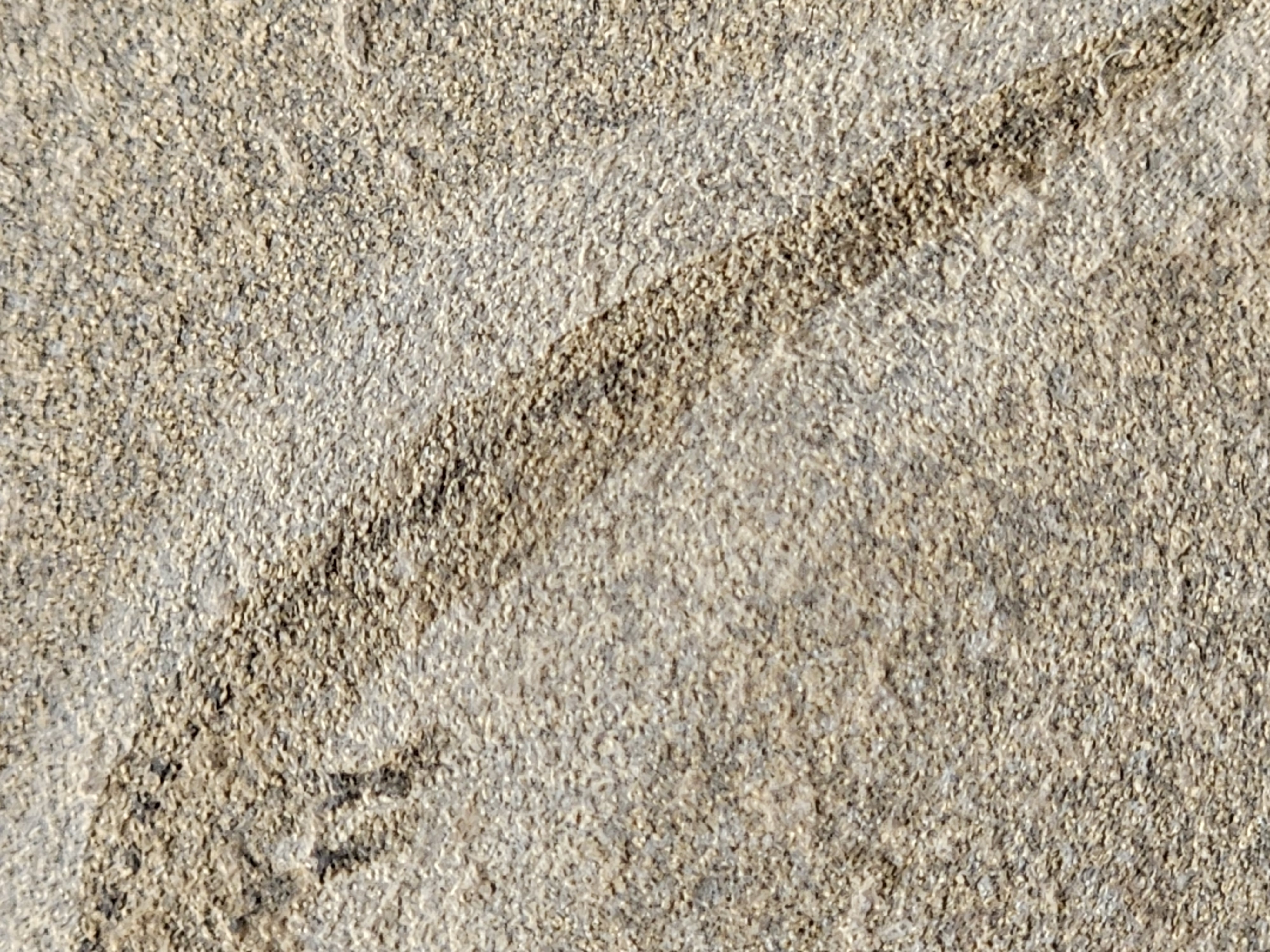 Apateon Branchiosaur | 6cm Specimen — view 5