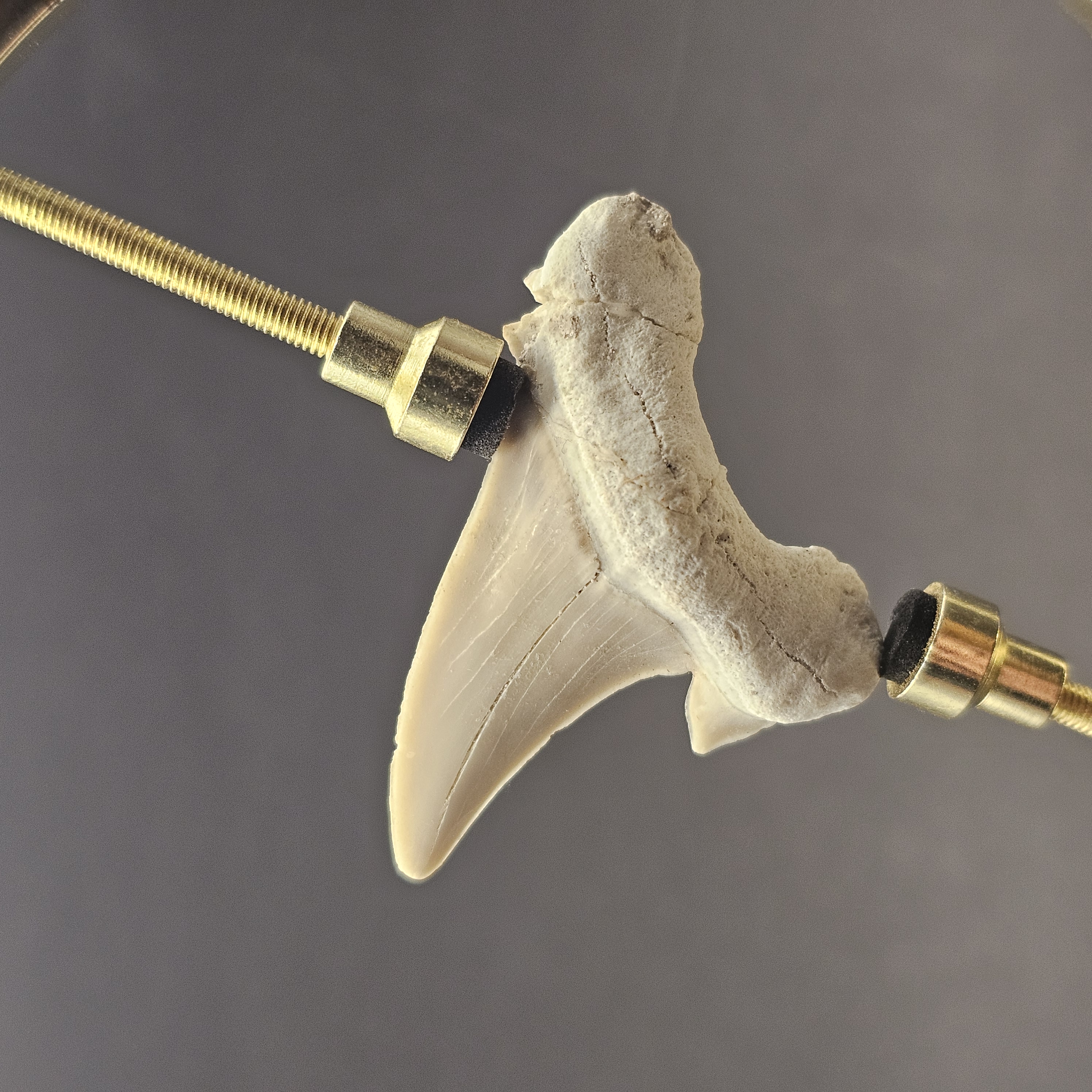 Otodus Shark Tooth — view 2