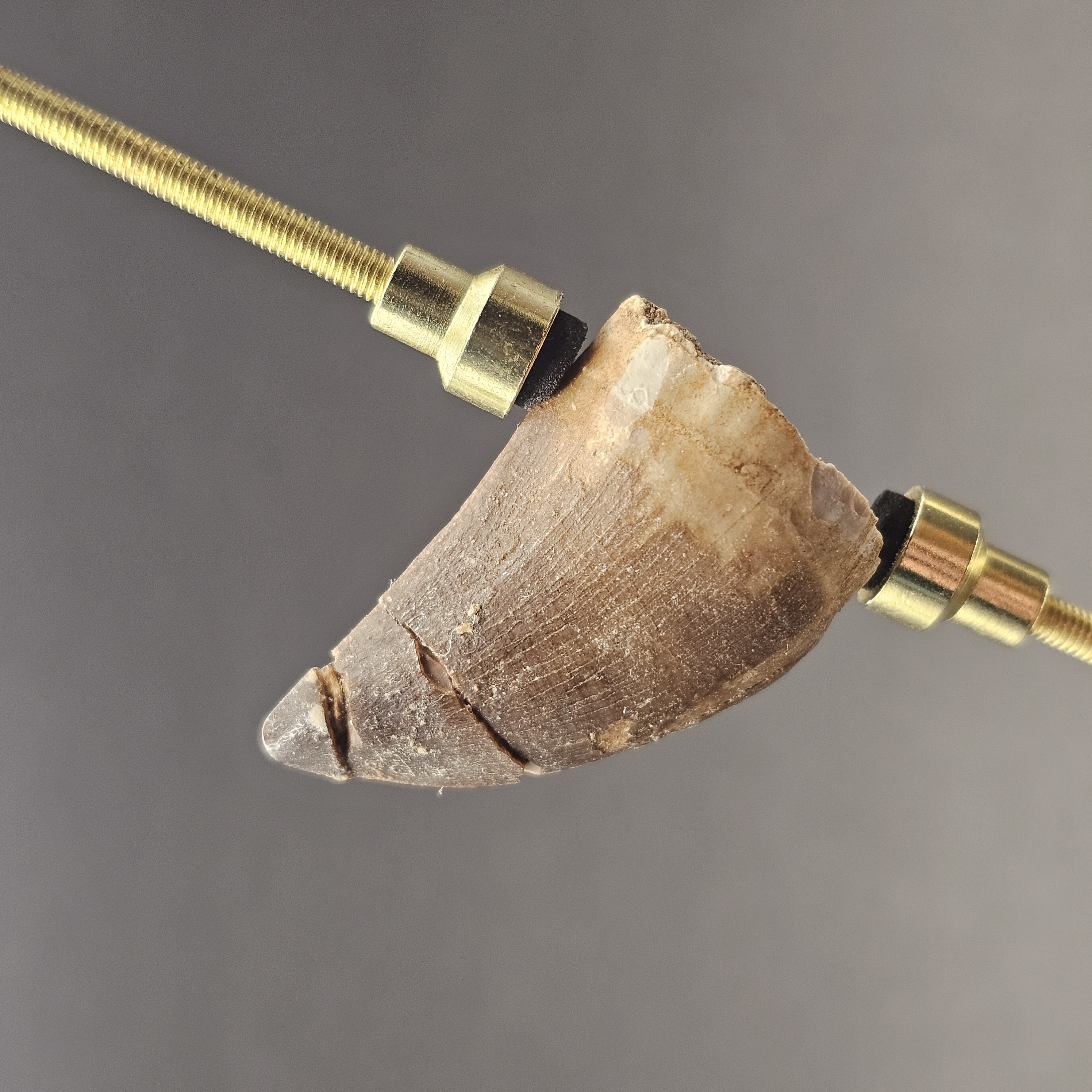 Mosasaur Tooth — view 3