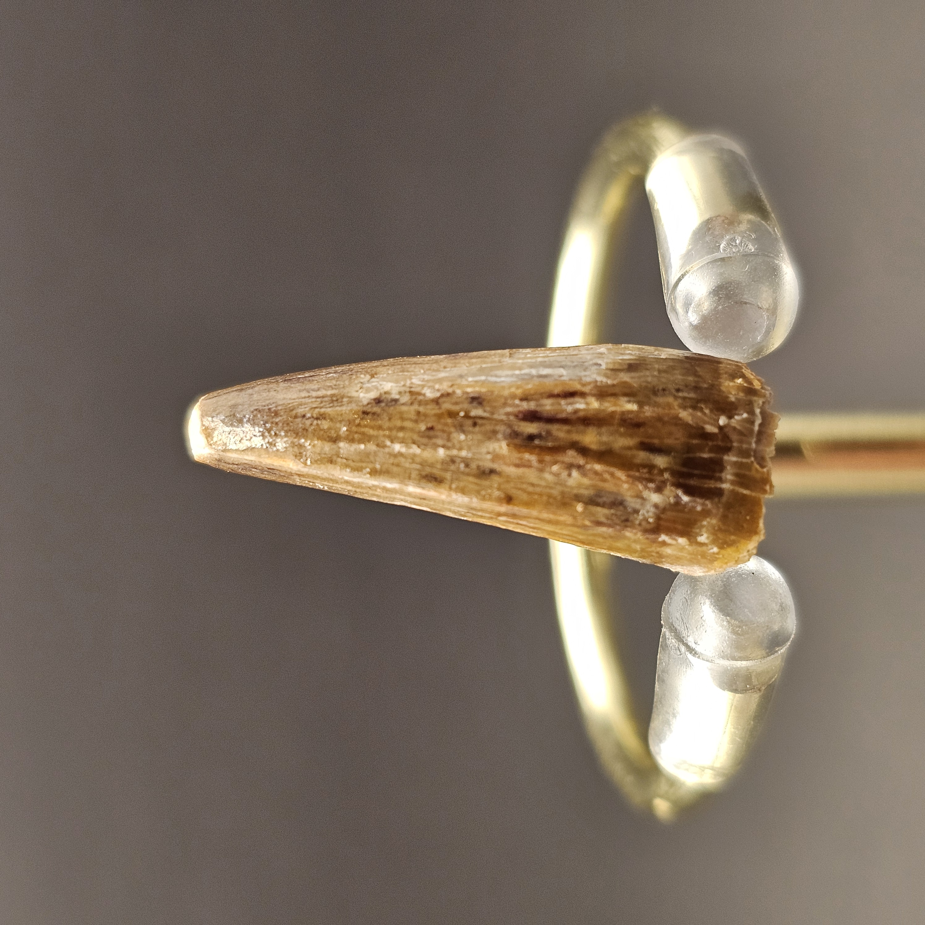 Spinosaurus Tooth — view 3