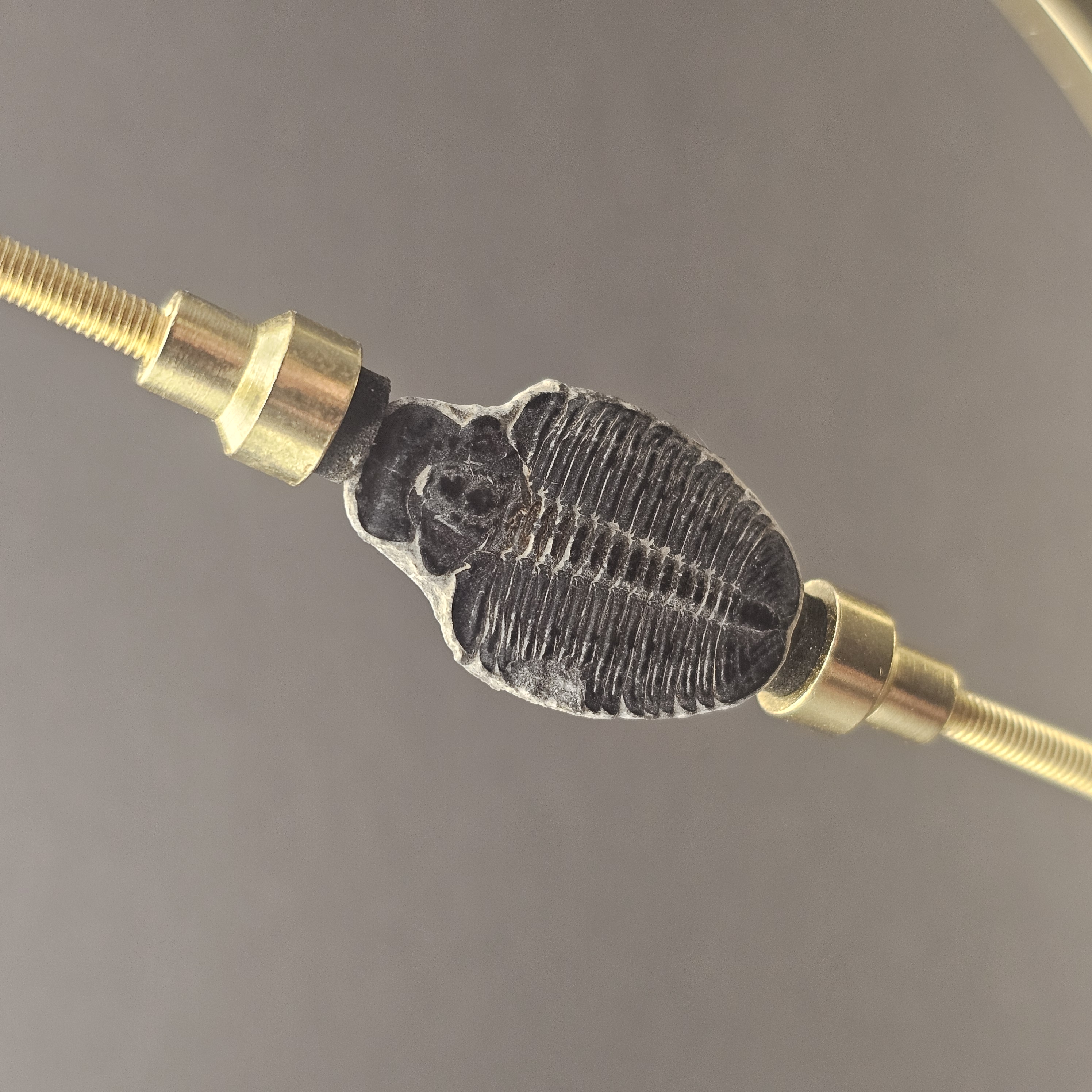Elrathia Trilobite — view 1