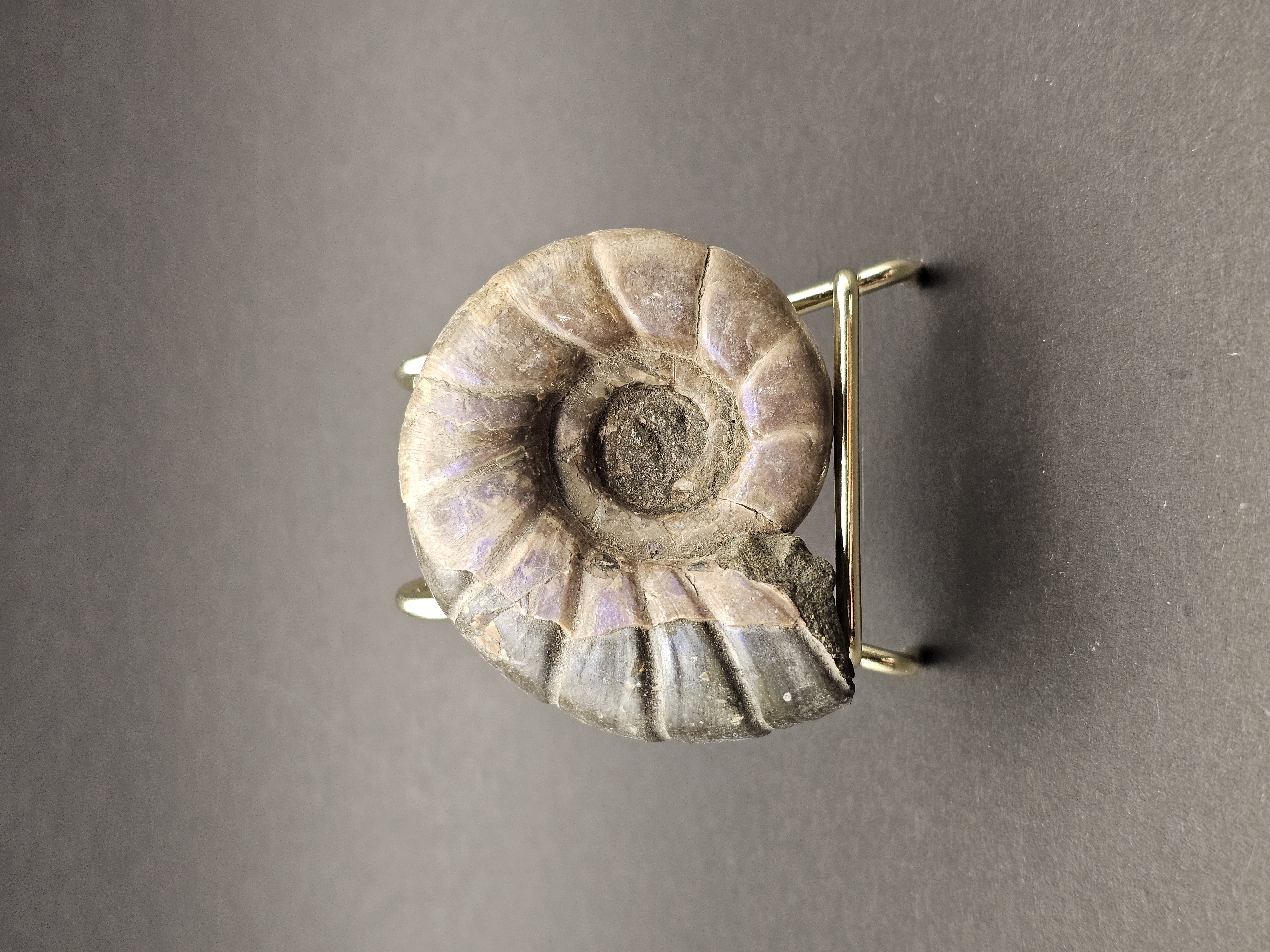 Eotetragonites umbilicostriatus Ammonite - Madagasca - 65g — view 1