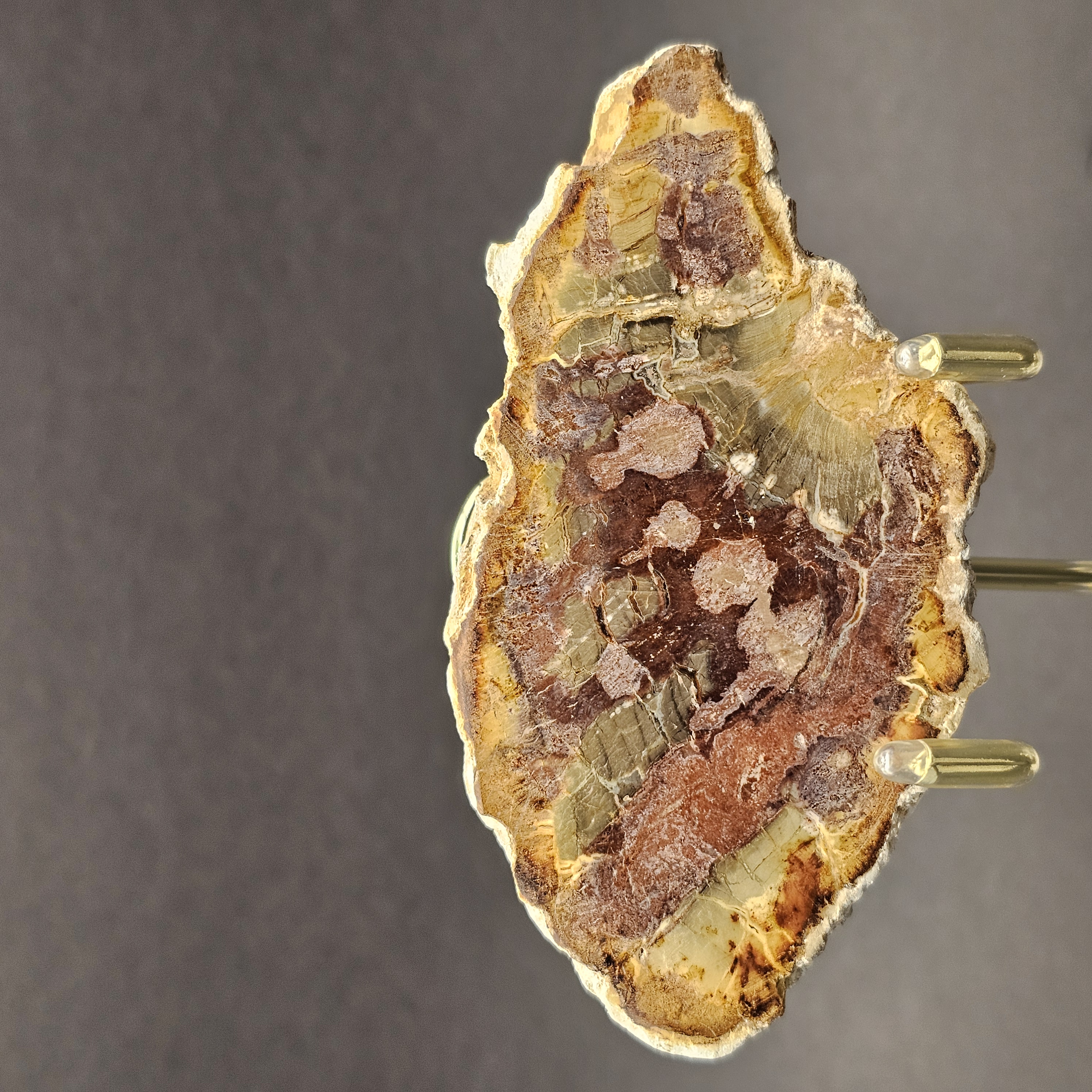 Polished Triassic Petrified Wood Slice from Madagascar — view 5