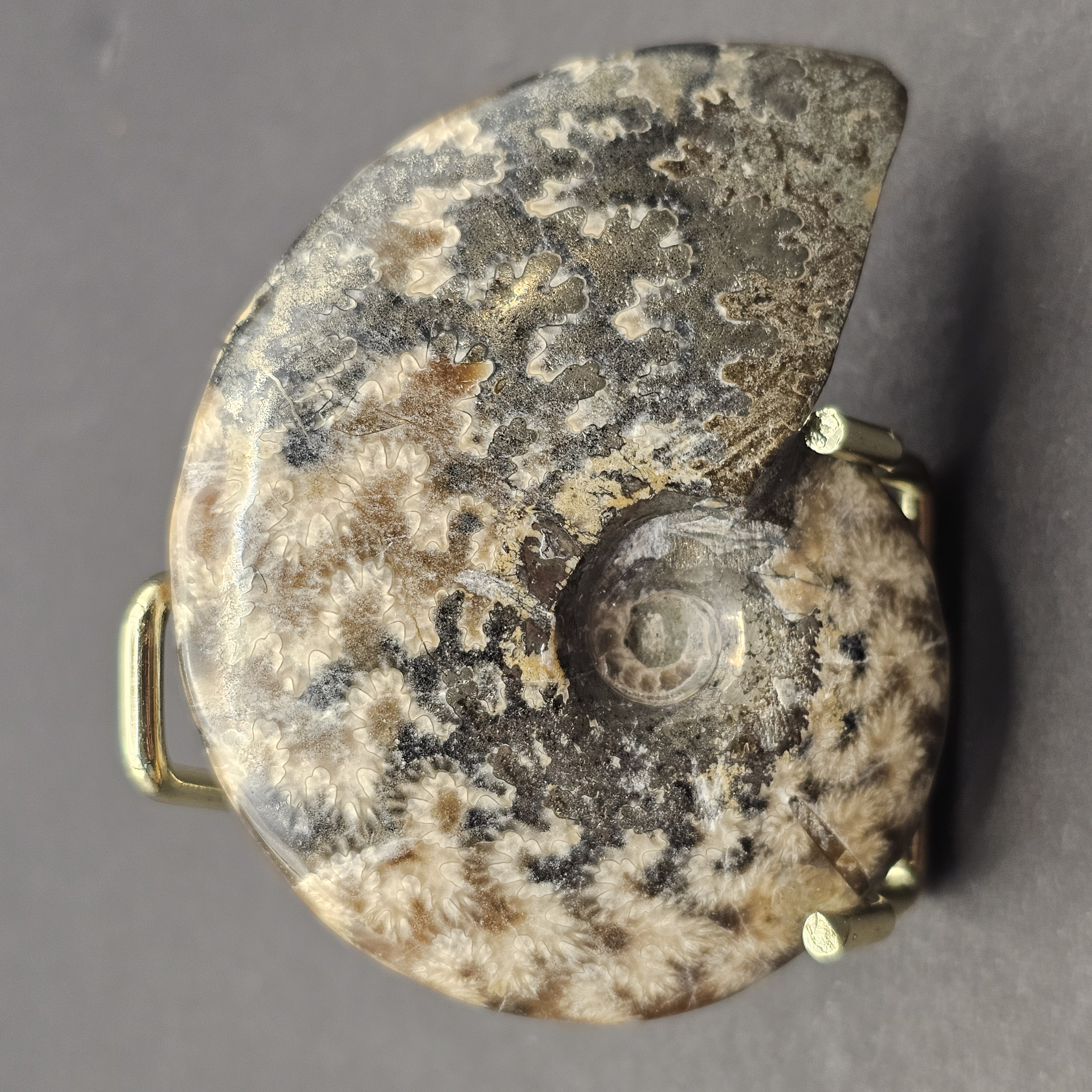 Polished Cleoniceras Ammonite — view 2