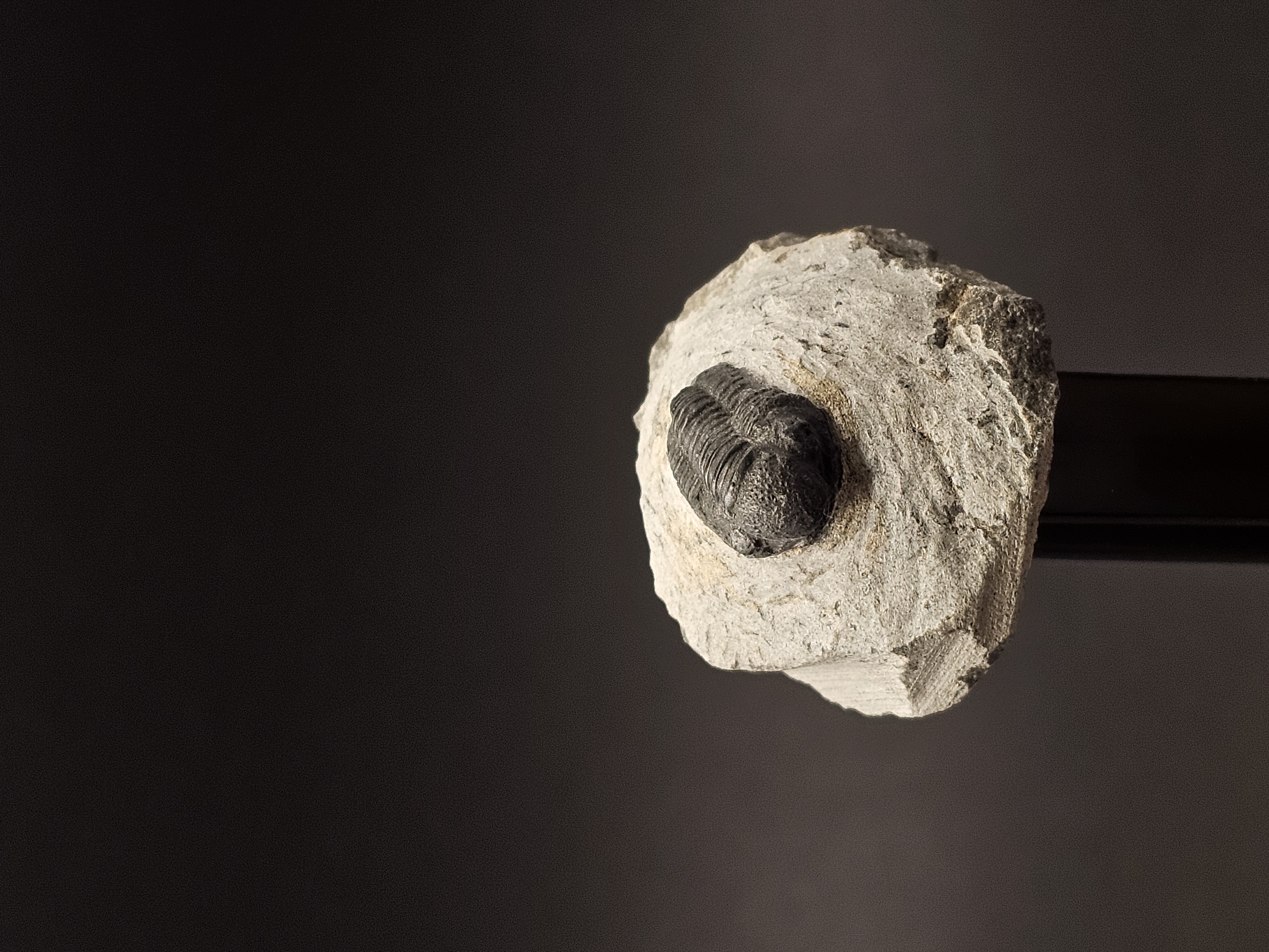 Gerastos Trilobite on Matrix — view 2