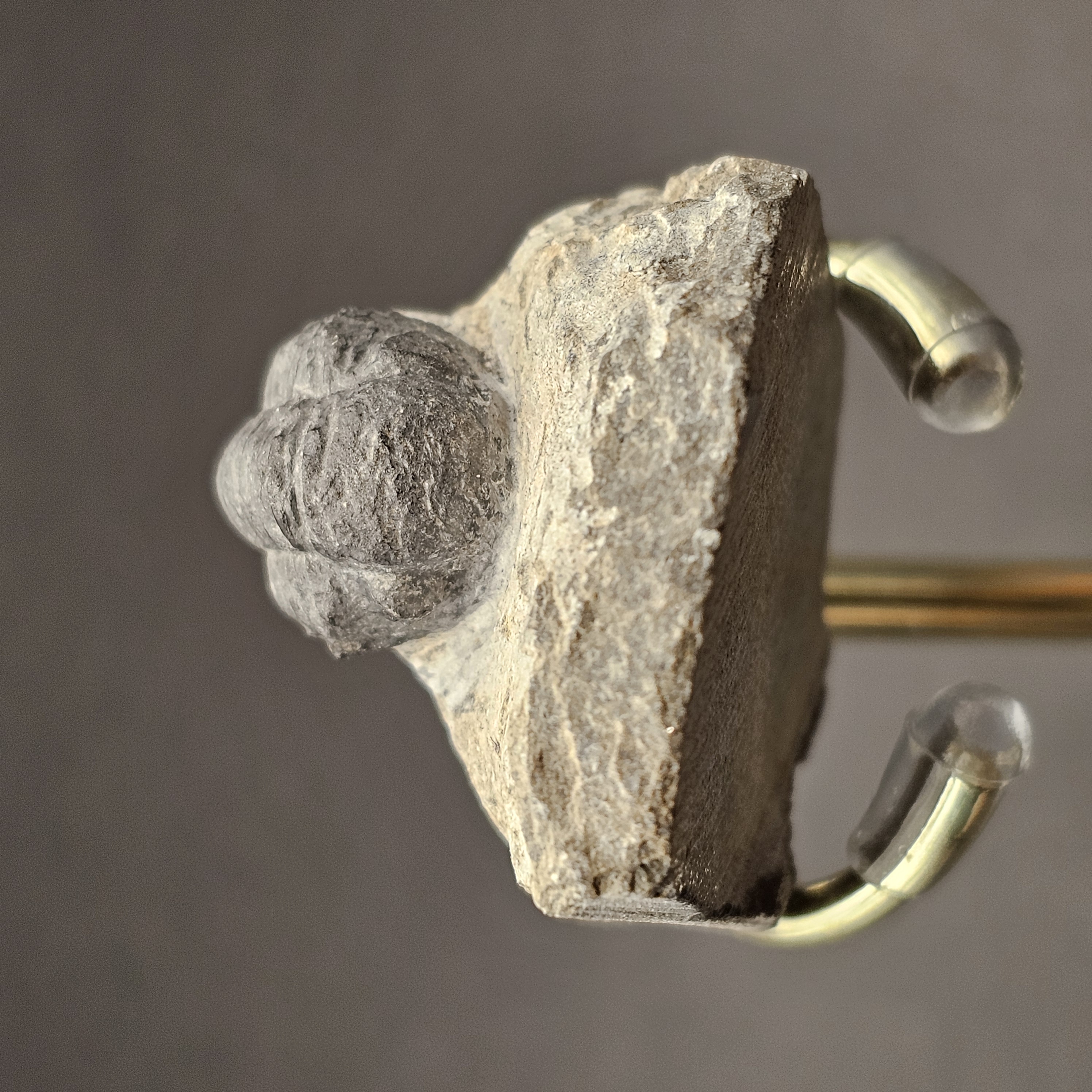 Gerastos Trilobite on Matrix — view 6