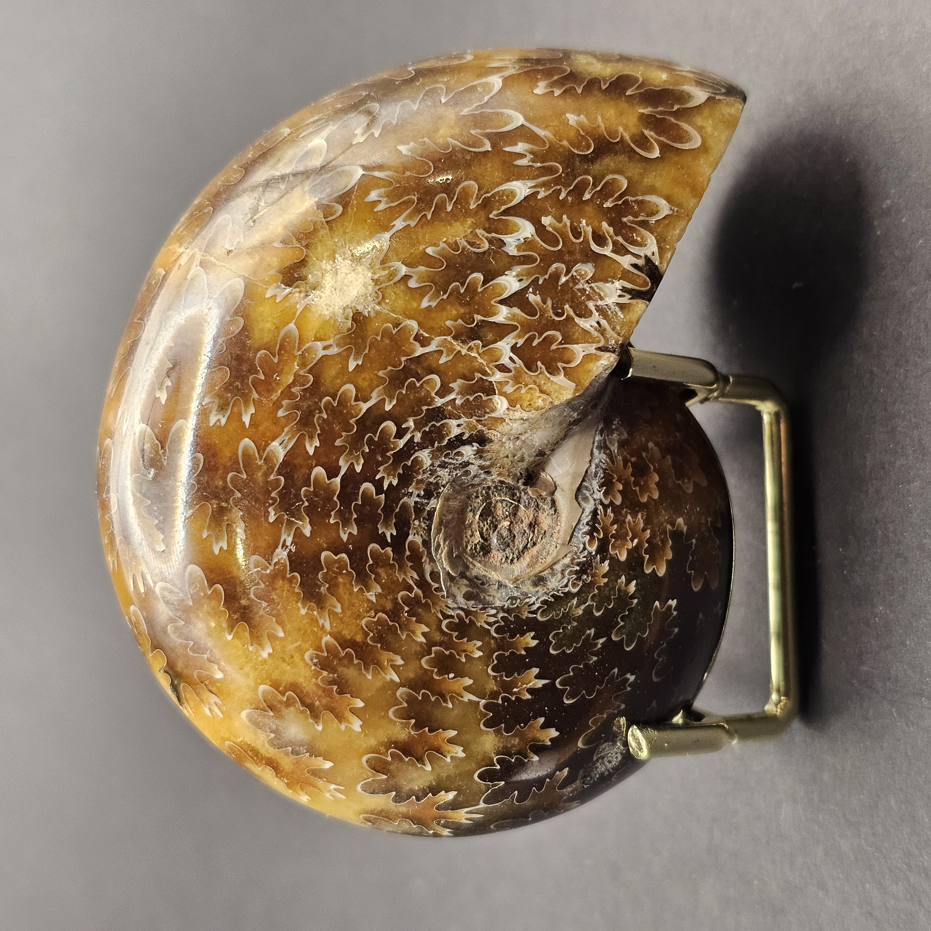Polished Democeras Ammonite — view 2