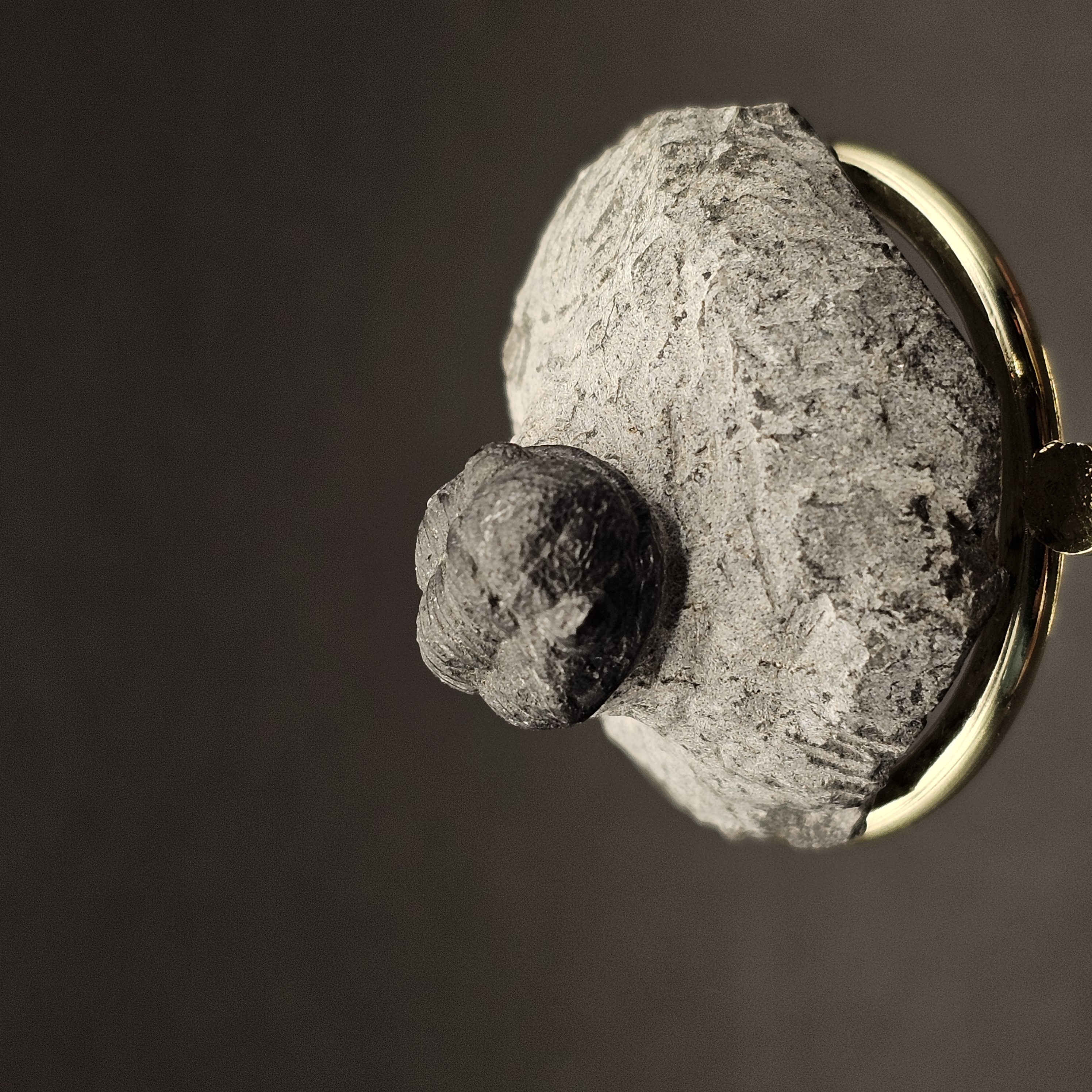 Gerastos Trilobite on Matrix — view 3