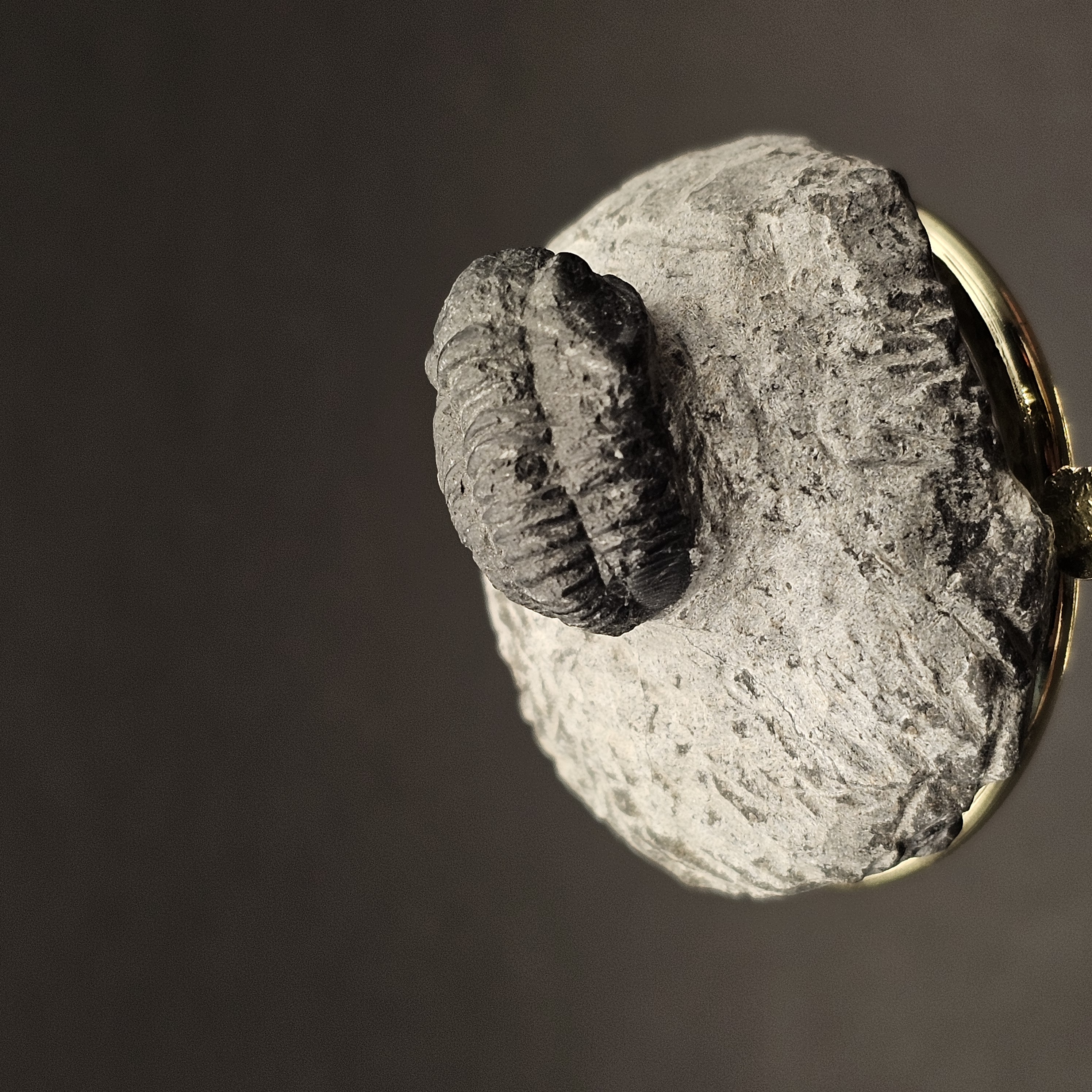 Gerastos Trilobite on Matrix — view 4