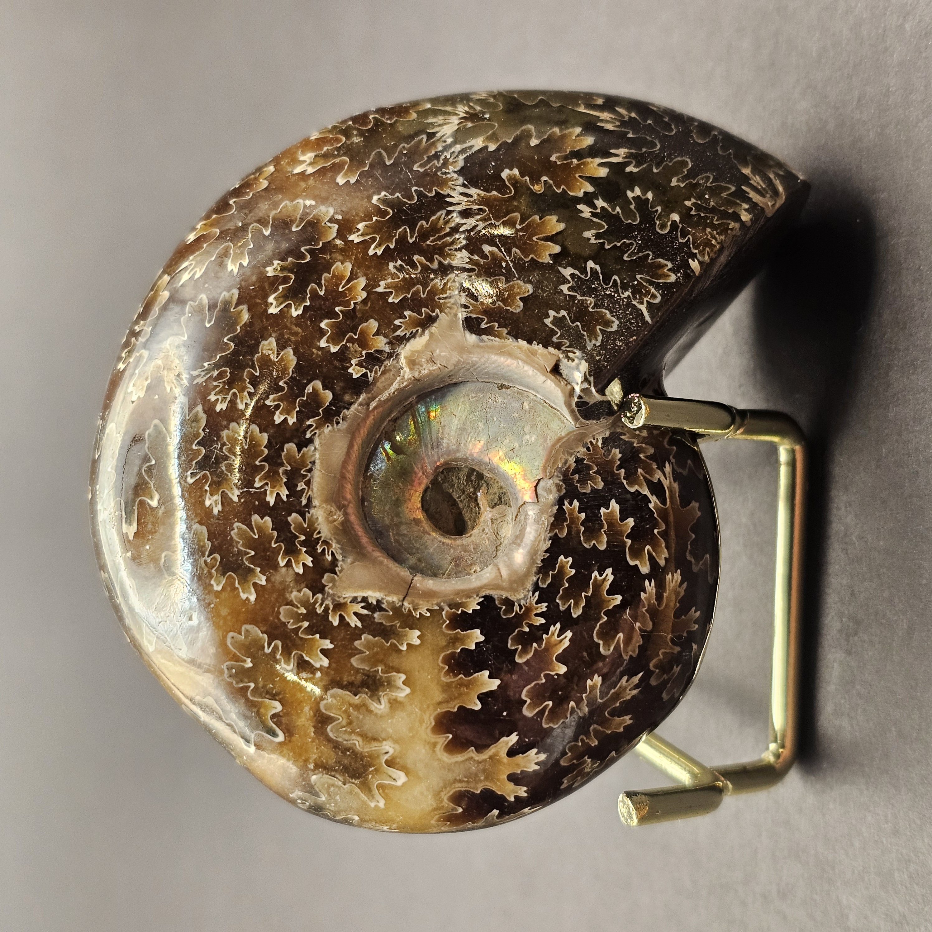 Polished Democeras Ammonite — view 2