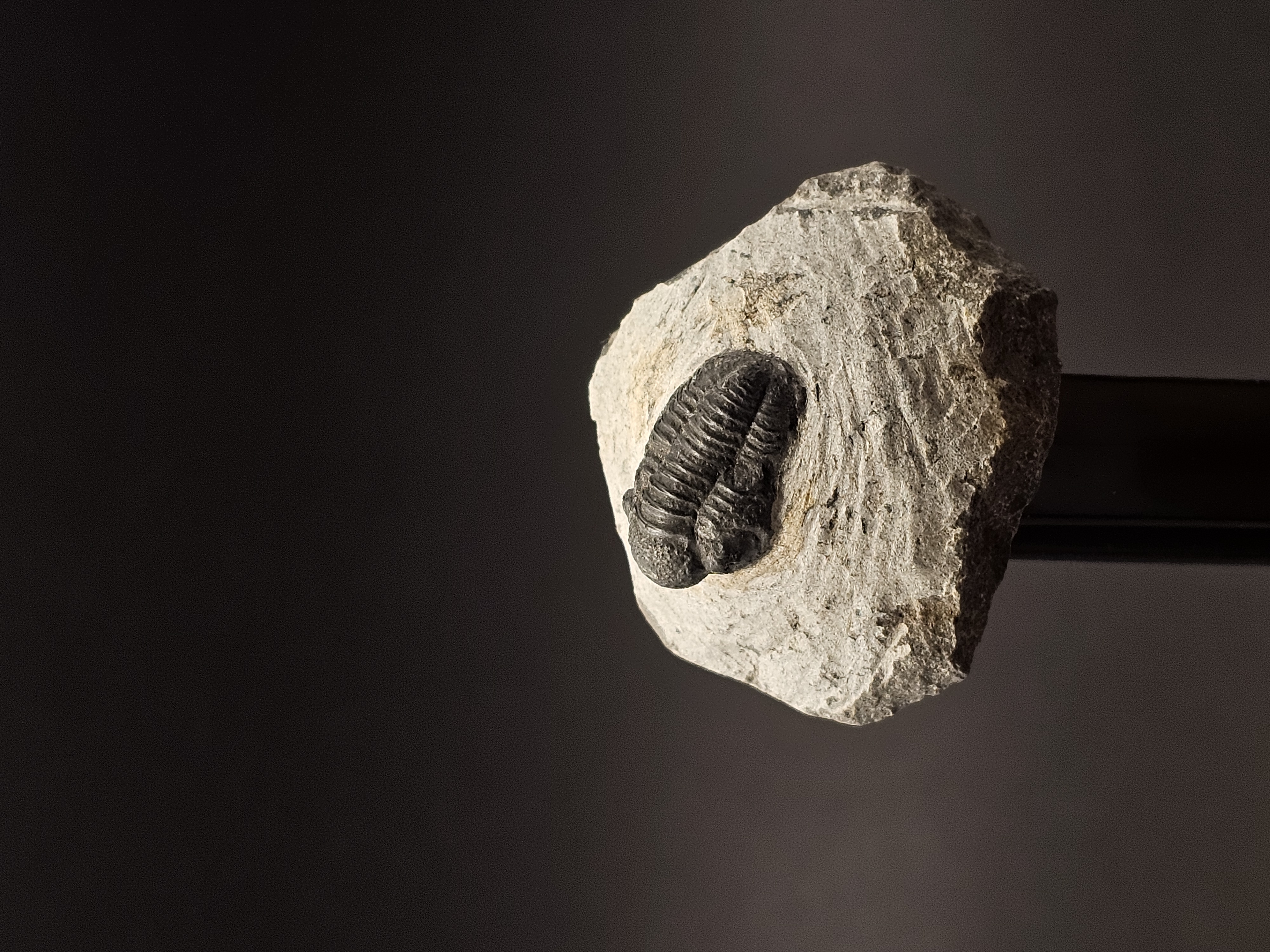 Gerastos Trilobite on Matrix — view 7