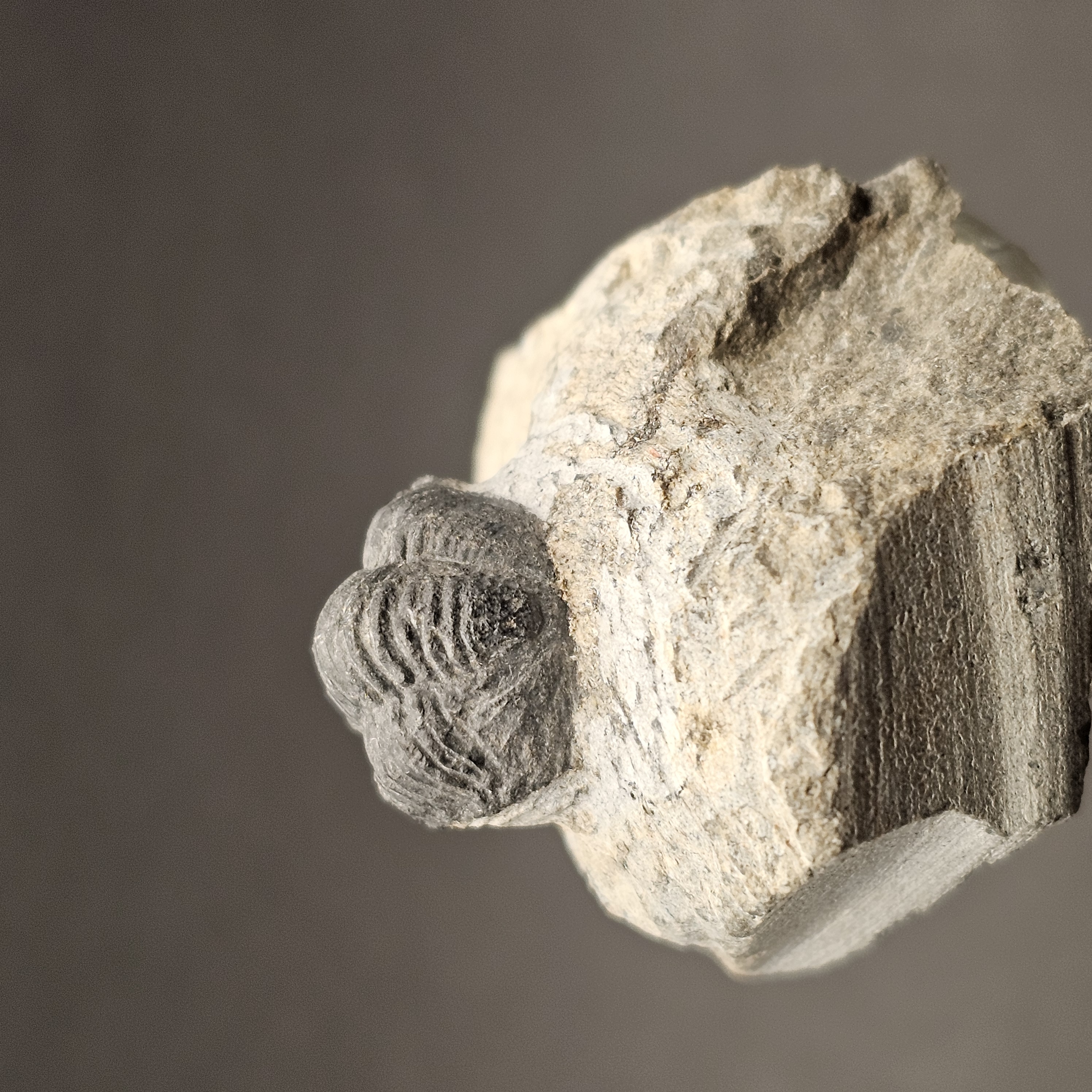 Gerastos Trilobite on Matrix — view 3