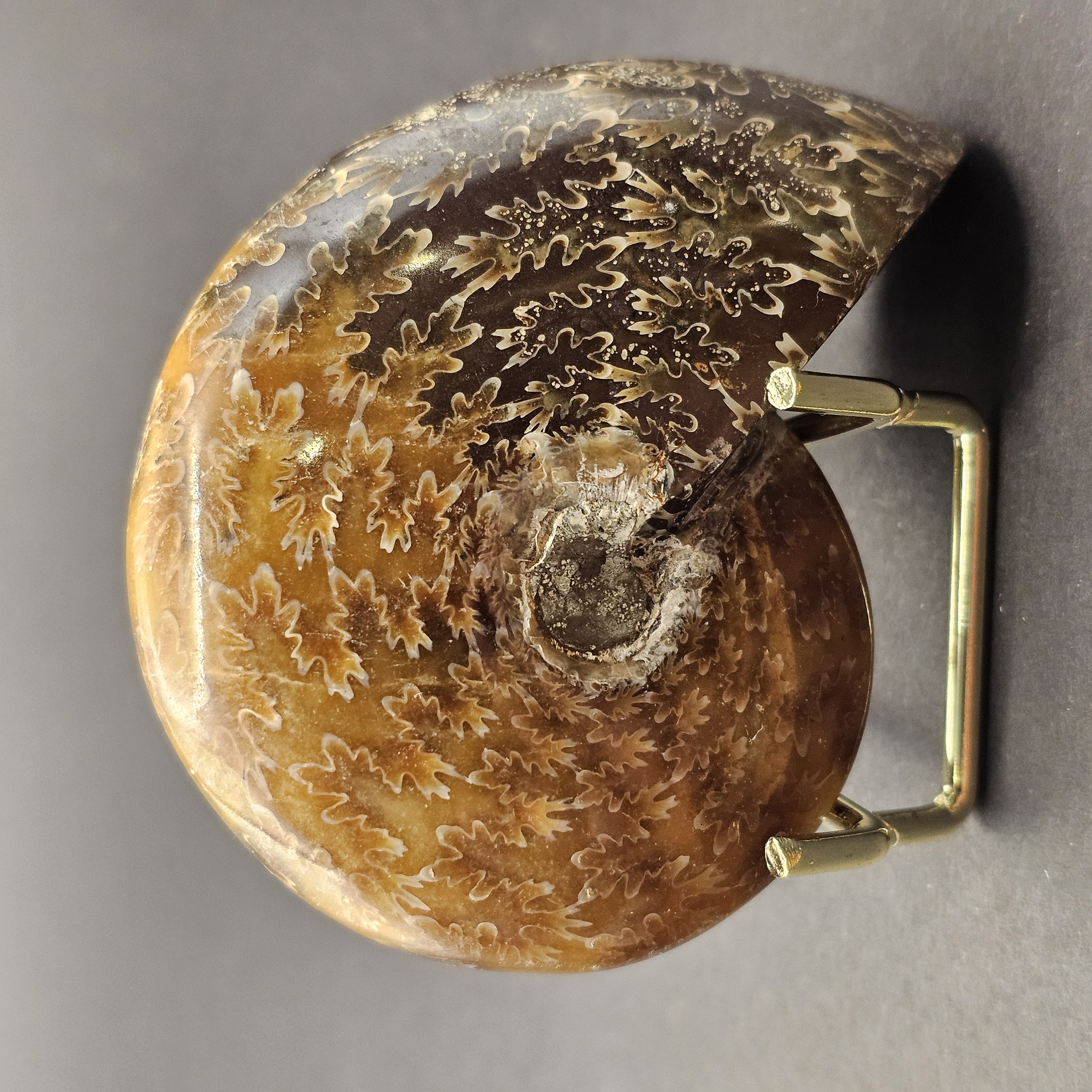 Polished Democeras Ammonite — view 1