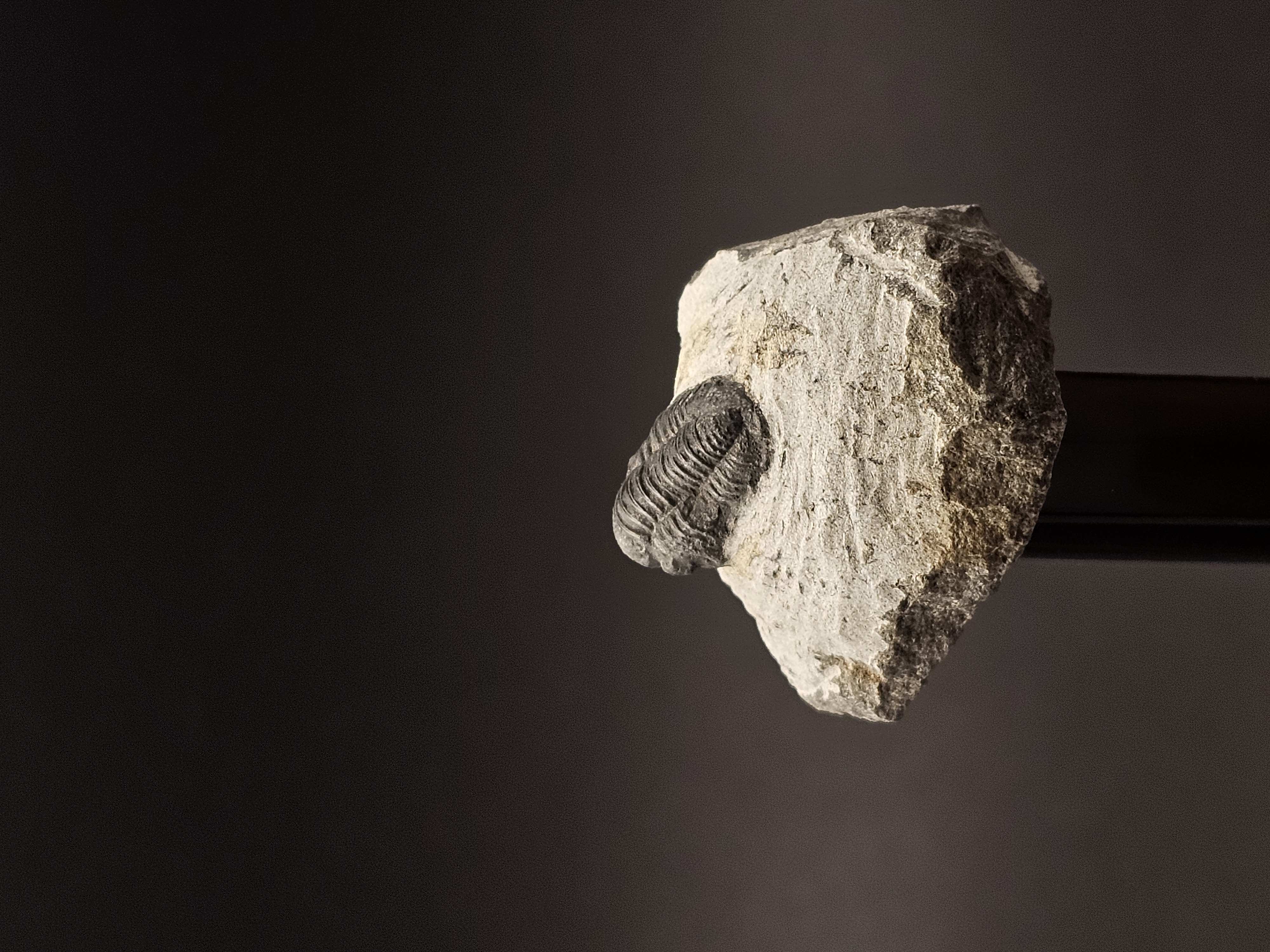 Gerastos Trilobite on Matrix — view 4