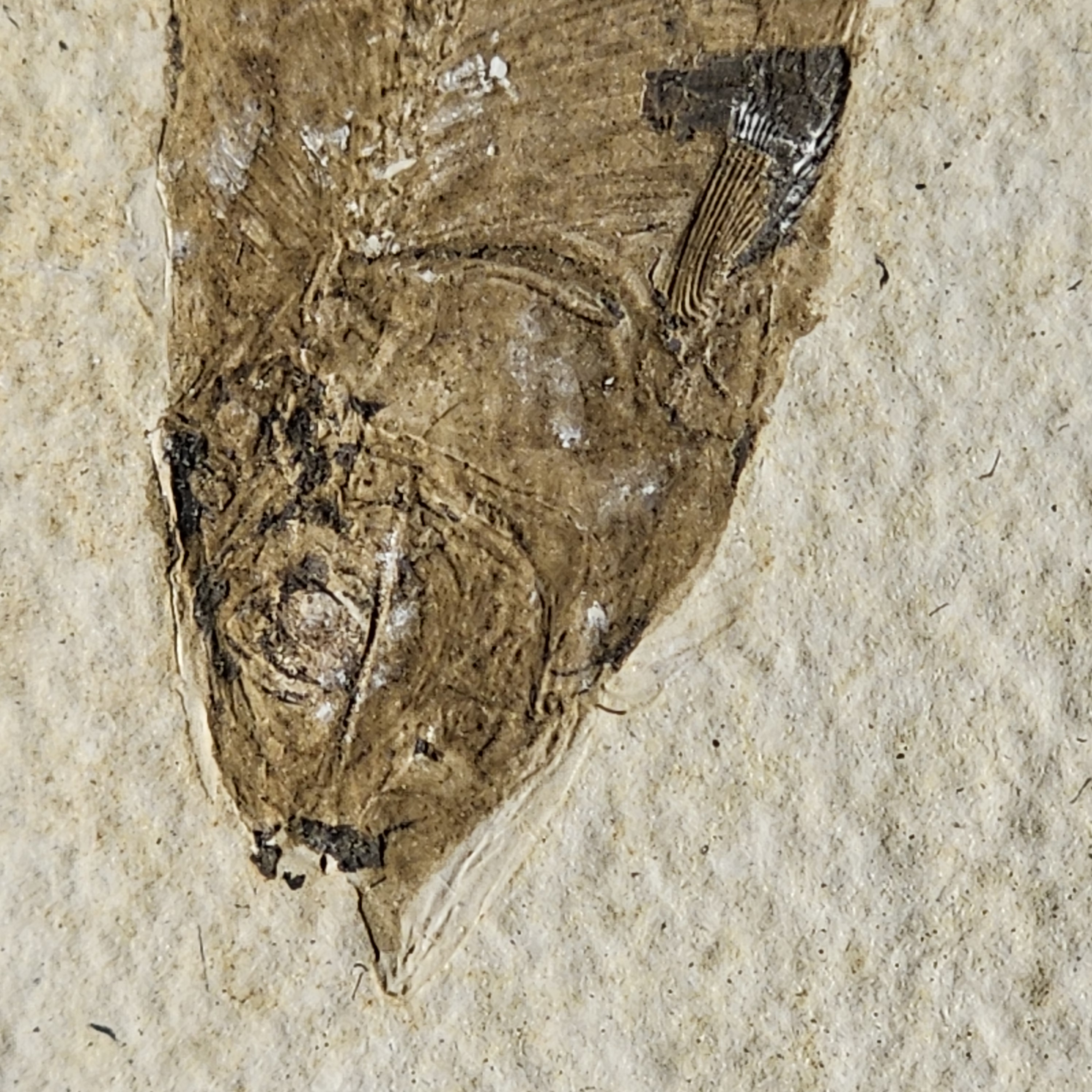 Knightia Fish — view 2