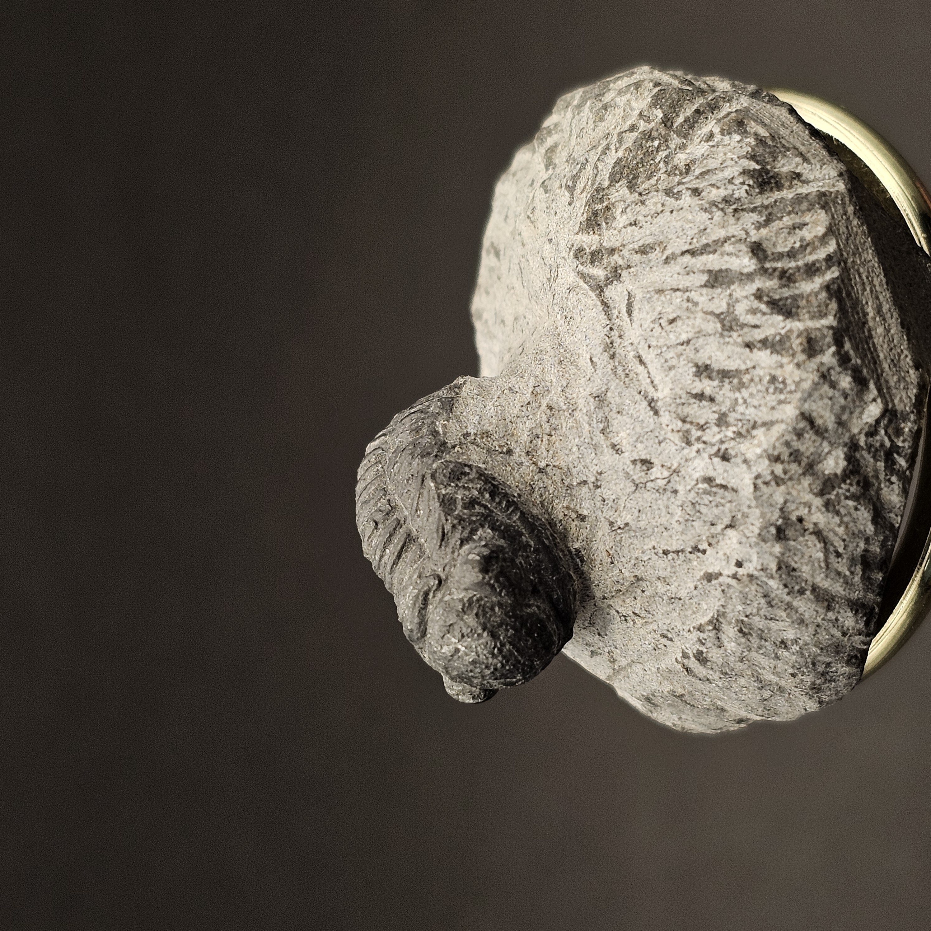 Gerastos Trilobite on Matrix — view 2