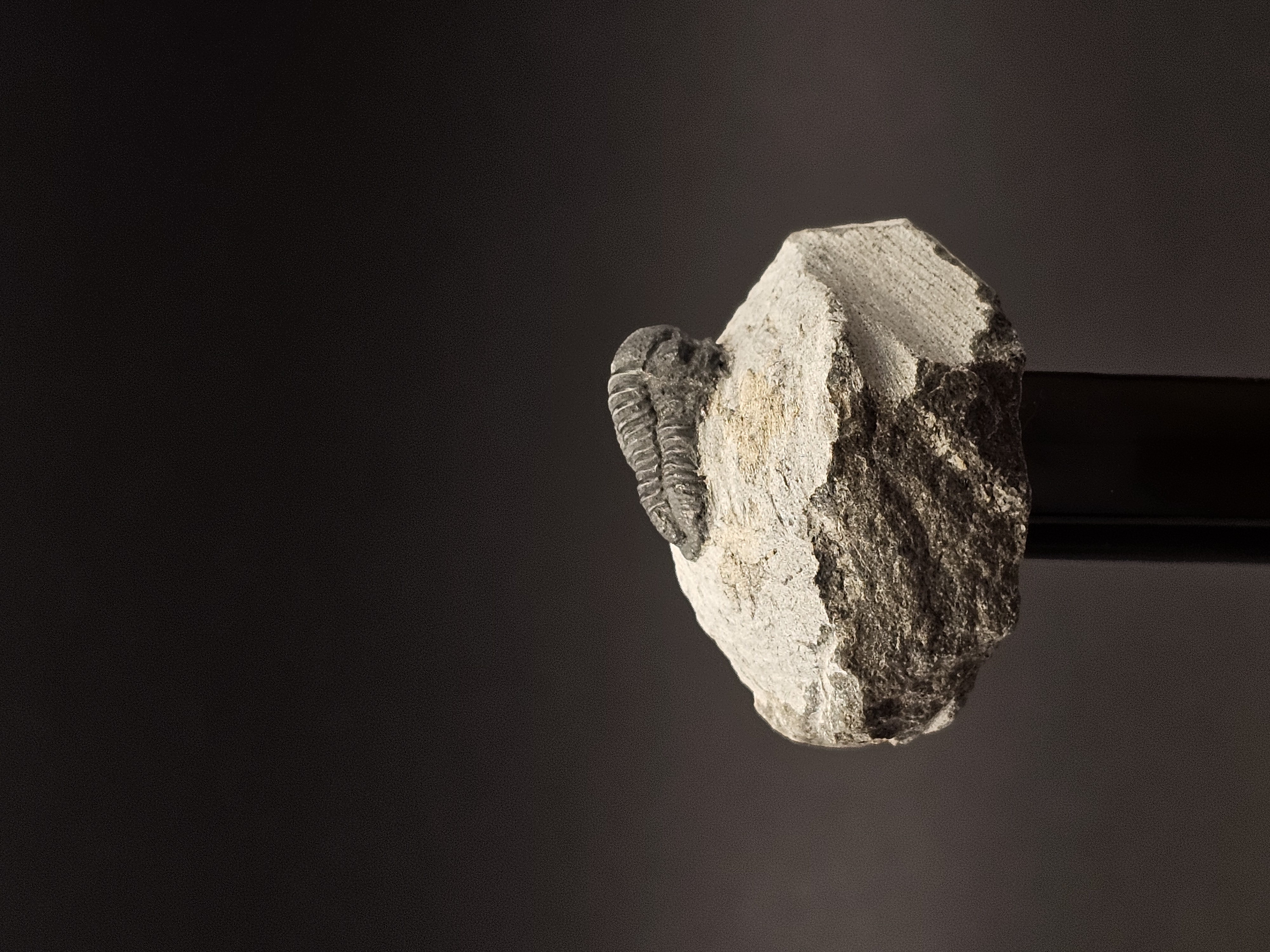 Gerastos Trilobite on Matrix — view 5