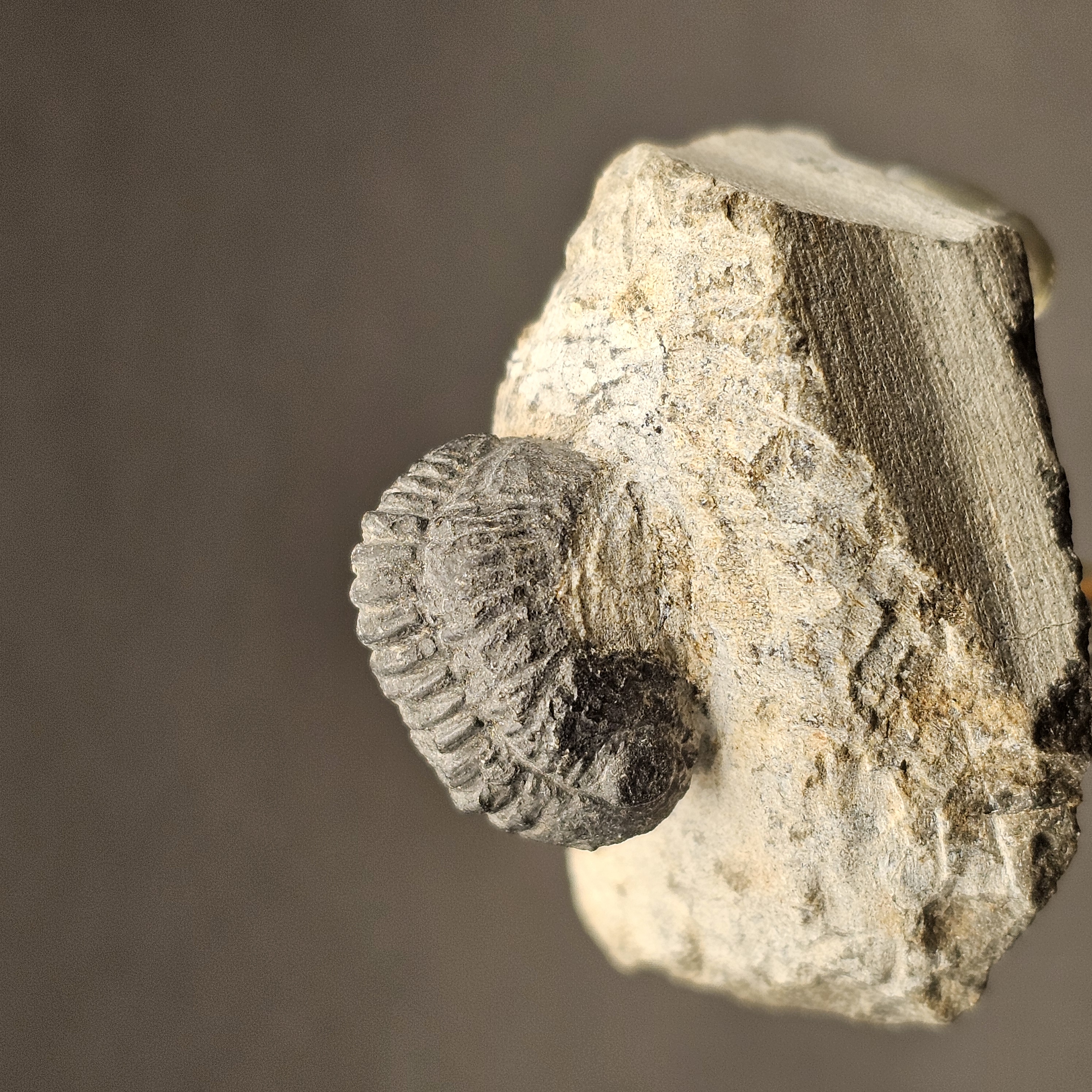 Gerastos Trilobite on Matrix — view 4