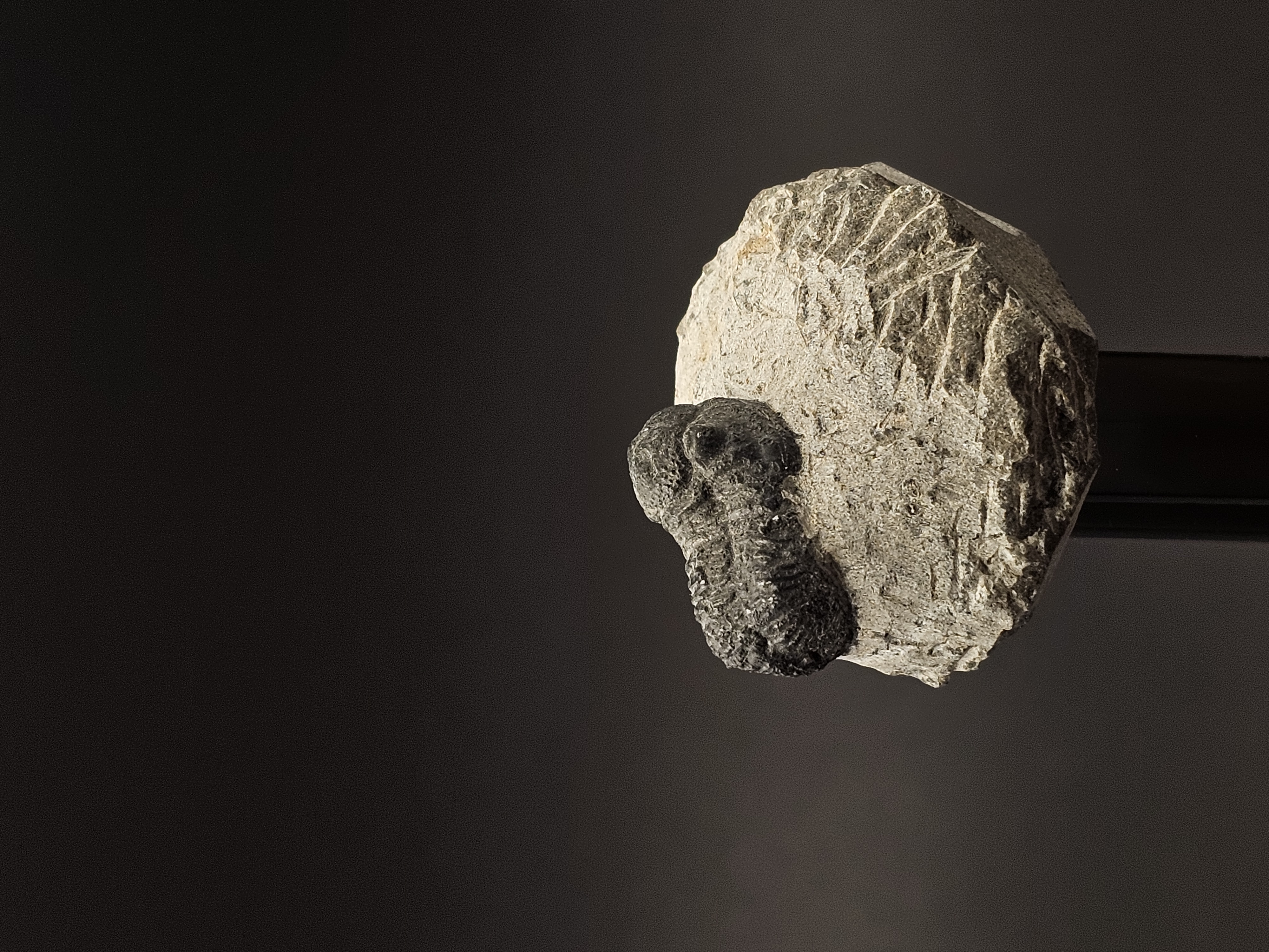 Gerastos Trilobite on Matrix — view 5