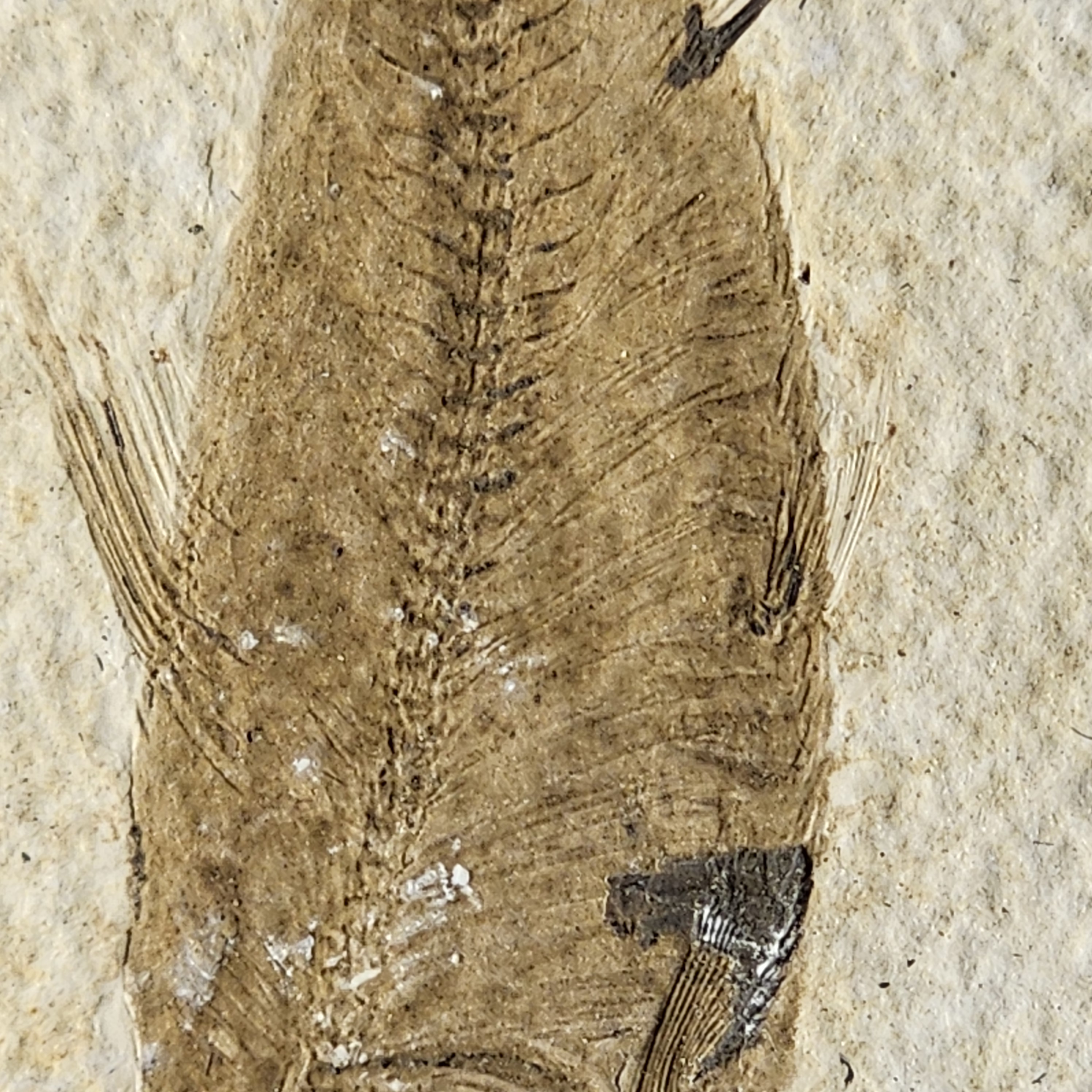 Knightia Fish — view 3