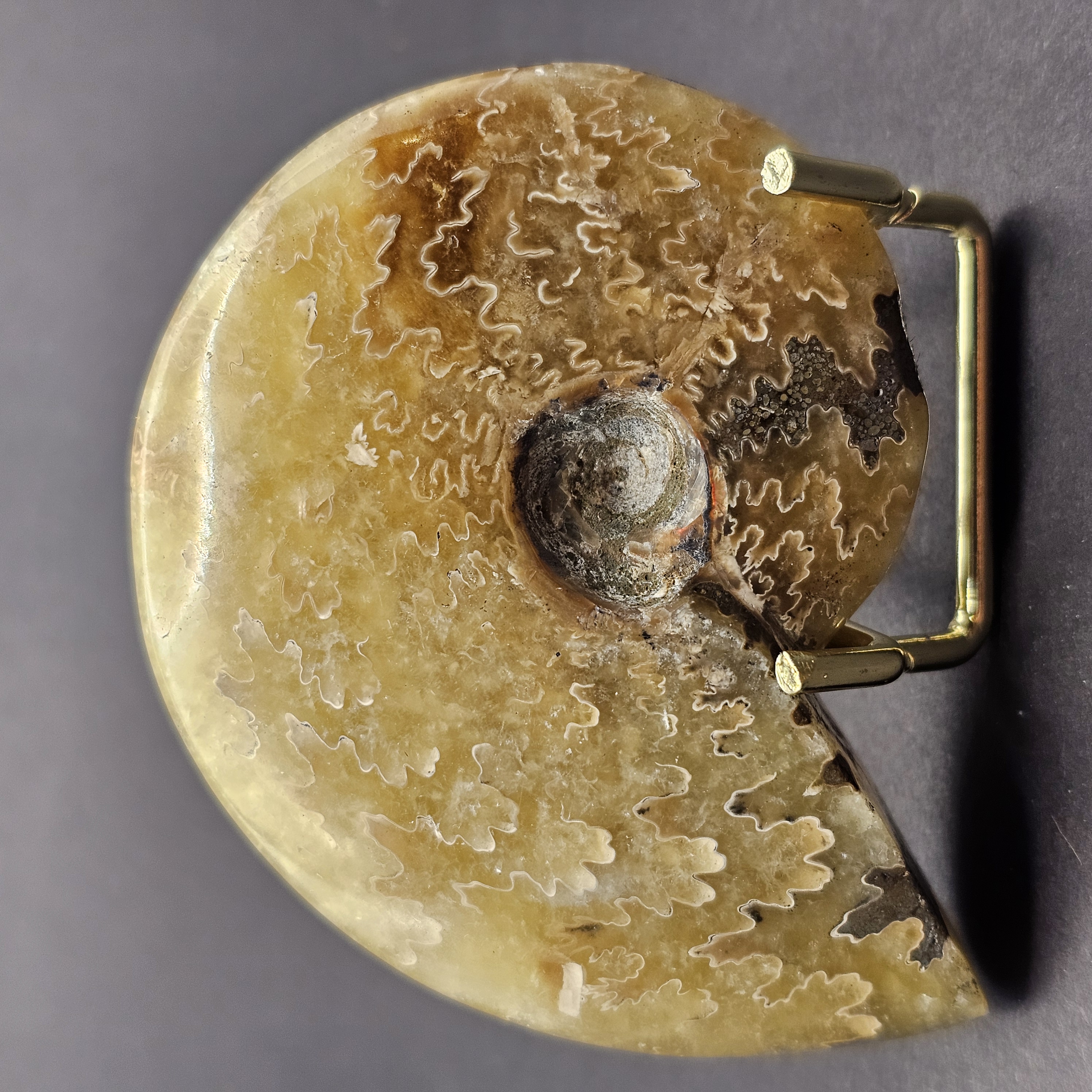 Polished Cleoniceras Ammonite — view 2