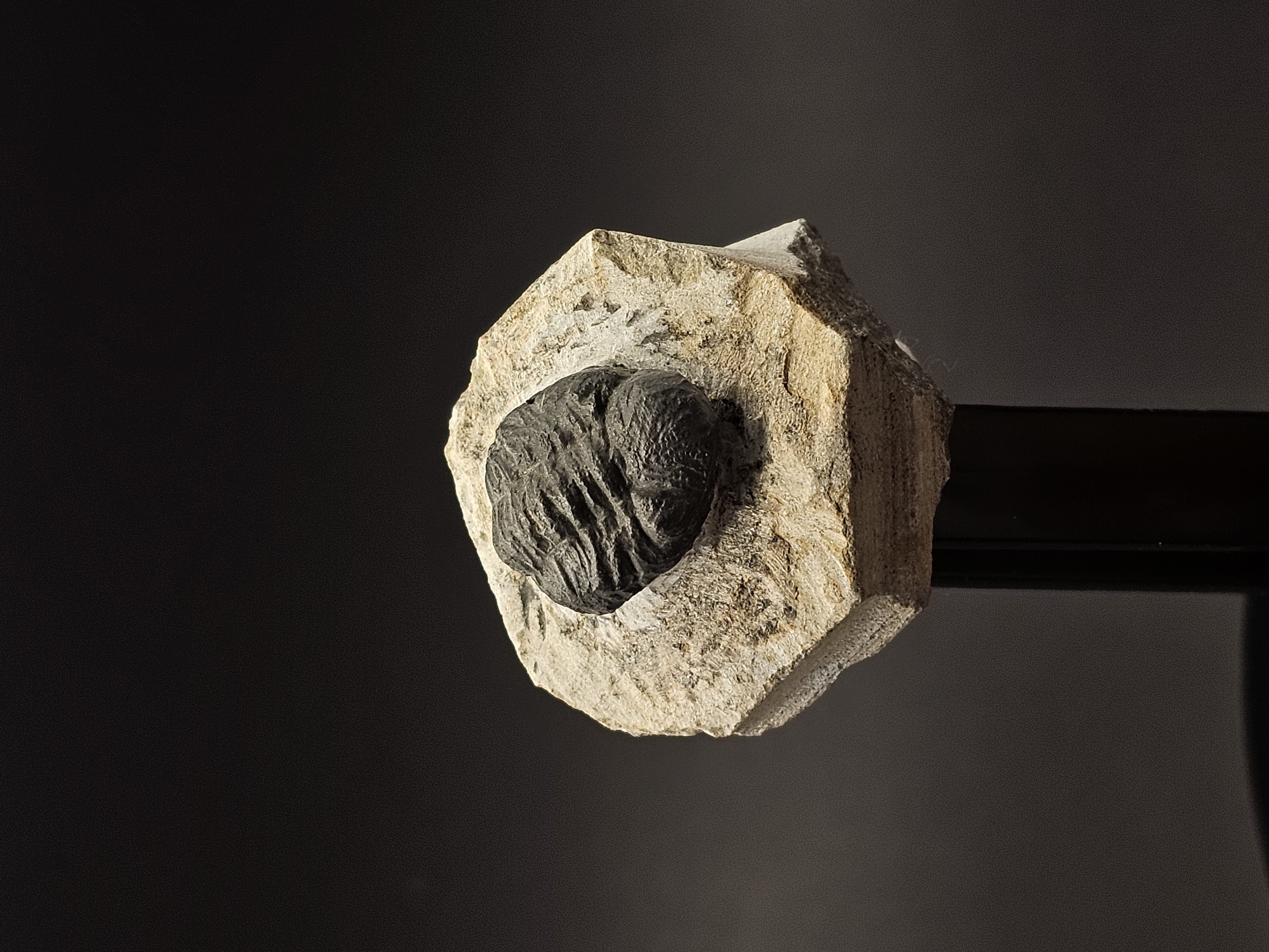 Gerastos Trilobite on Matrix — view 7
