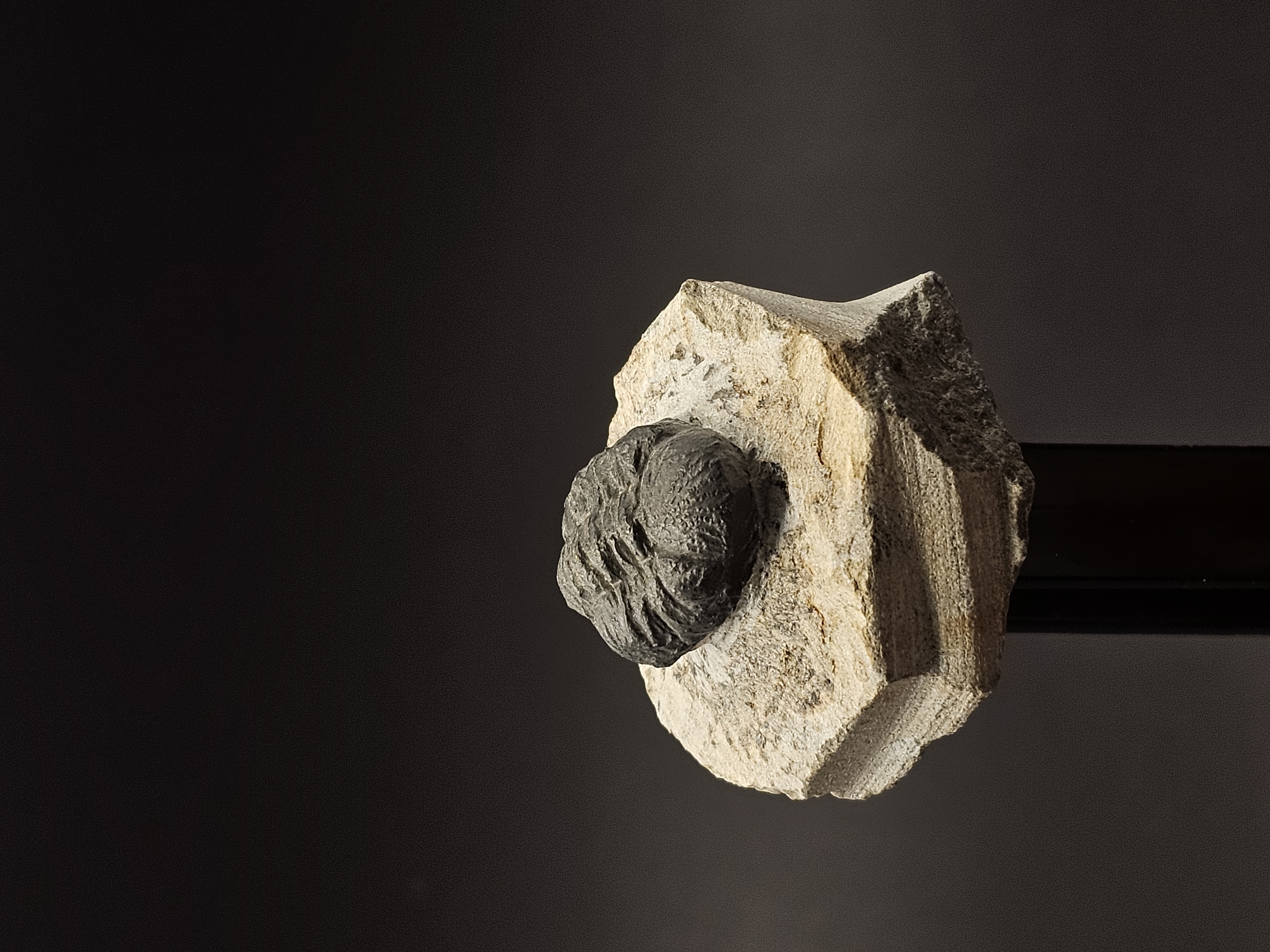 Gerastos Trilobite on Matrix — view 1