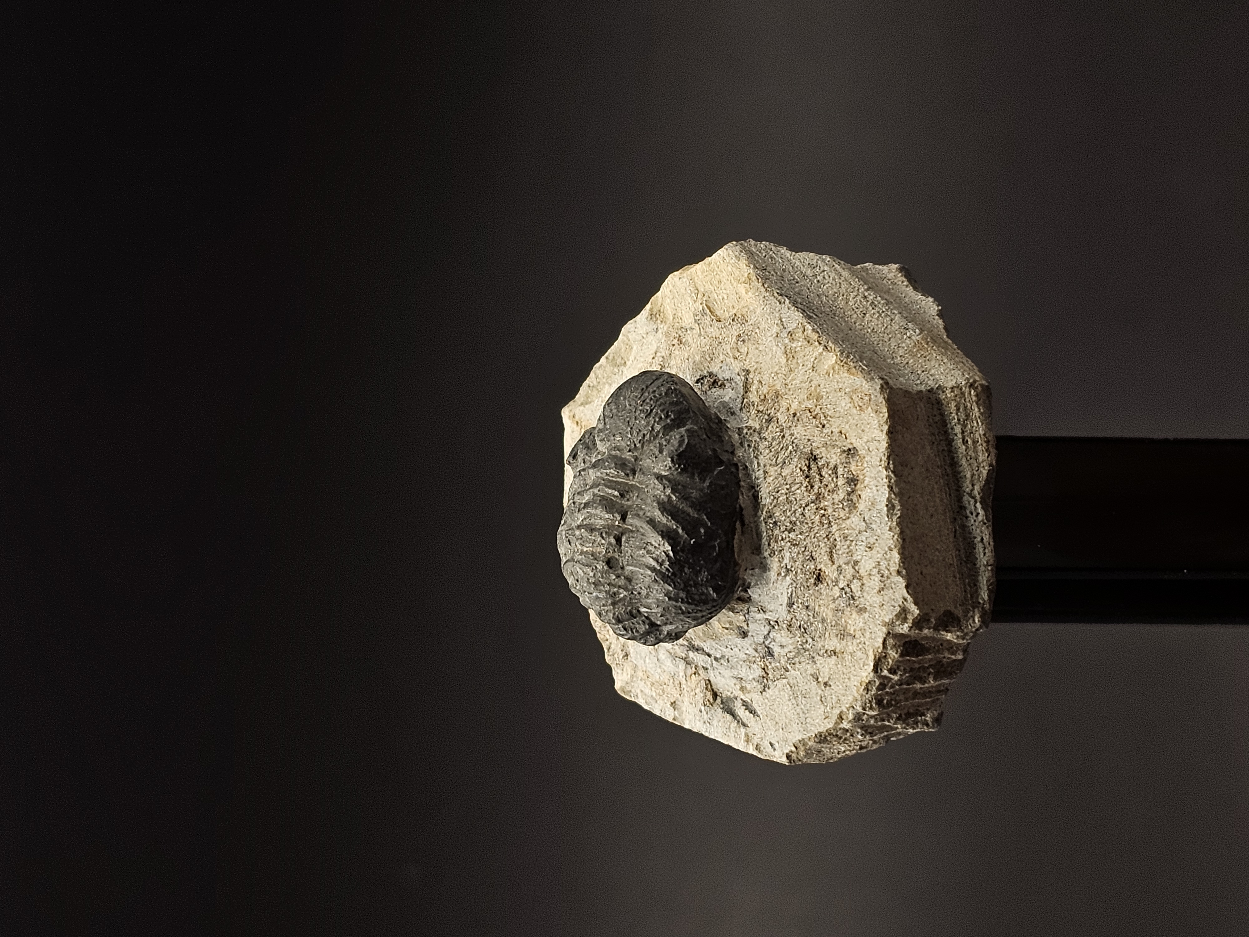 Gerastos Trilobite on Matrix — view 2