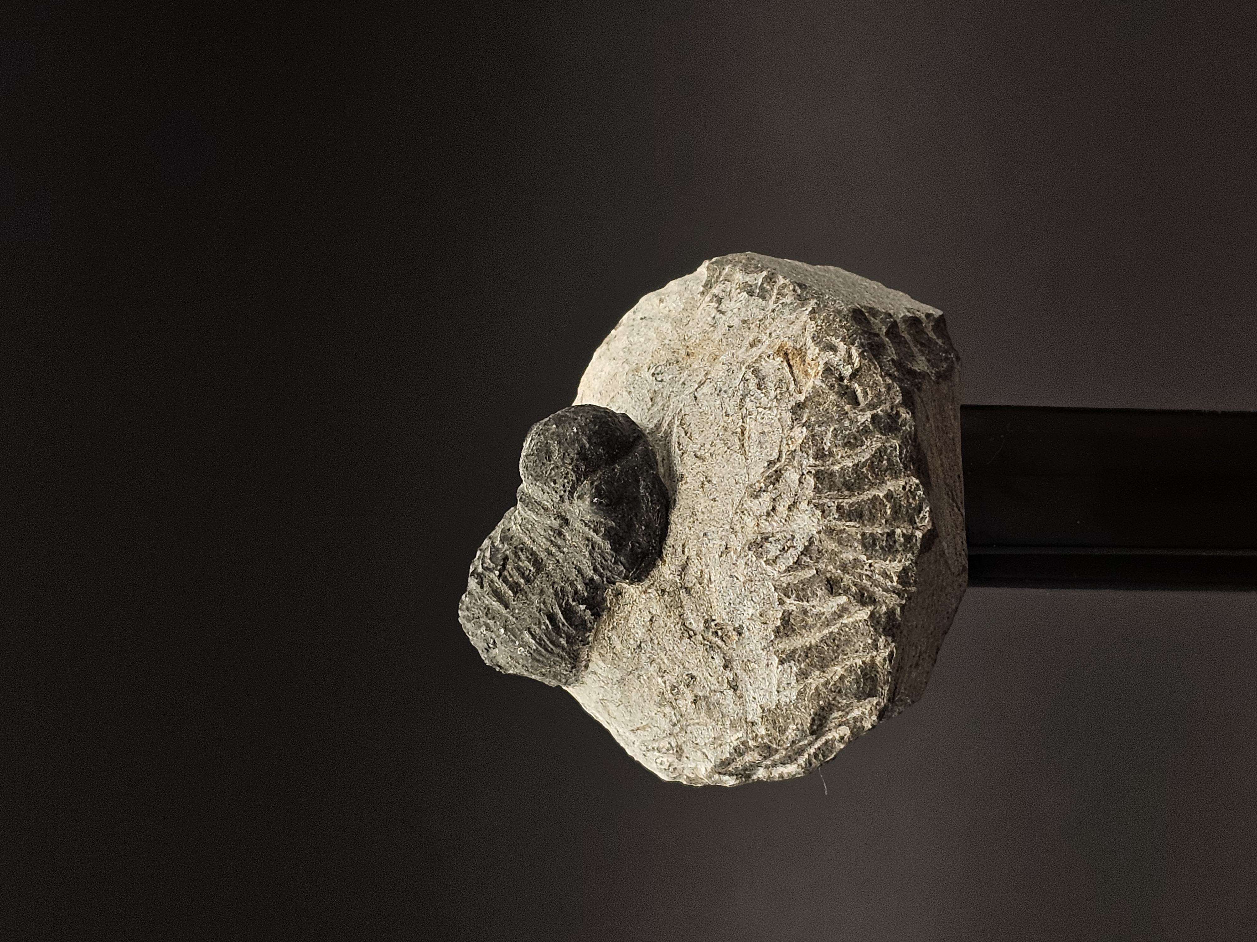 Gerastos Trilobite on Matrix — view 2