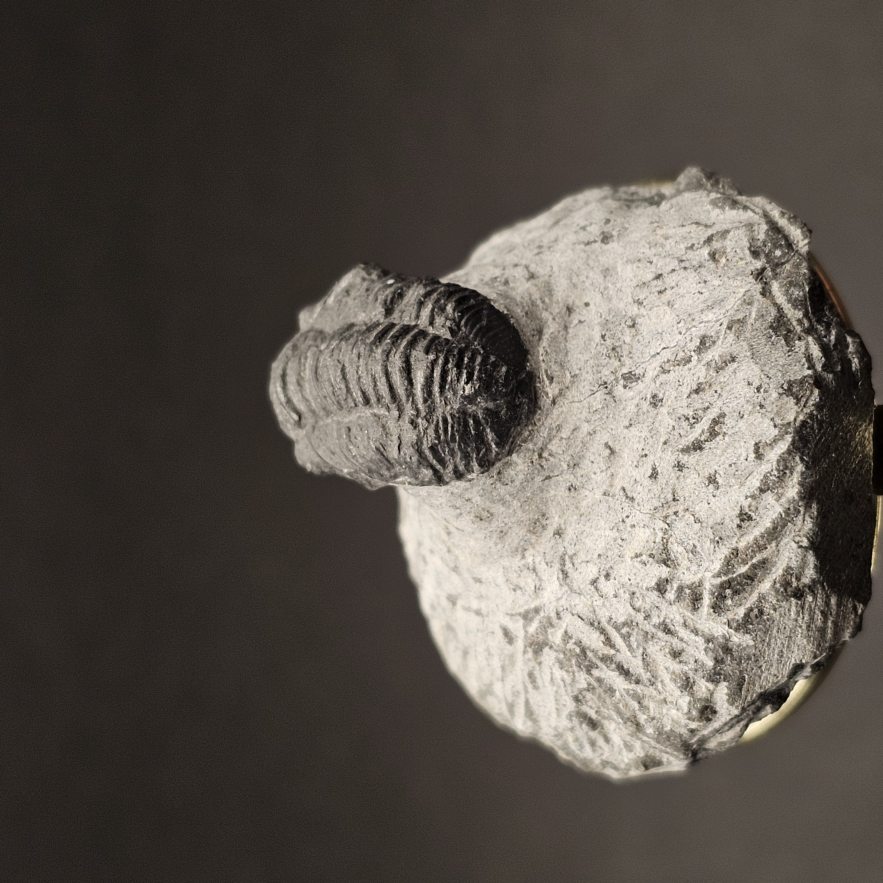 Gerastos Trilobite on Matrix — view 5