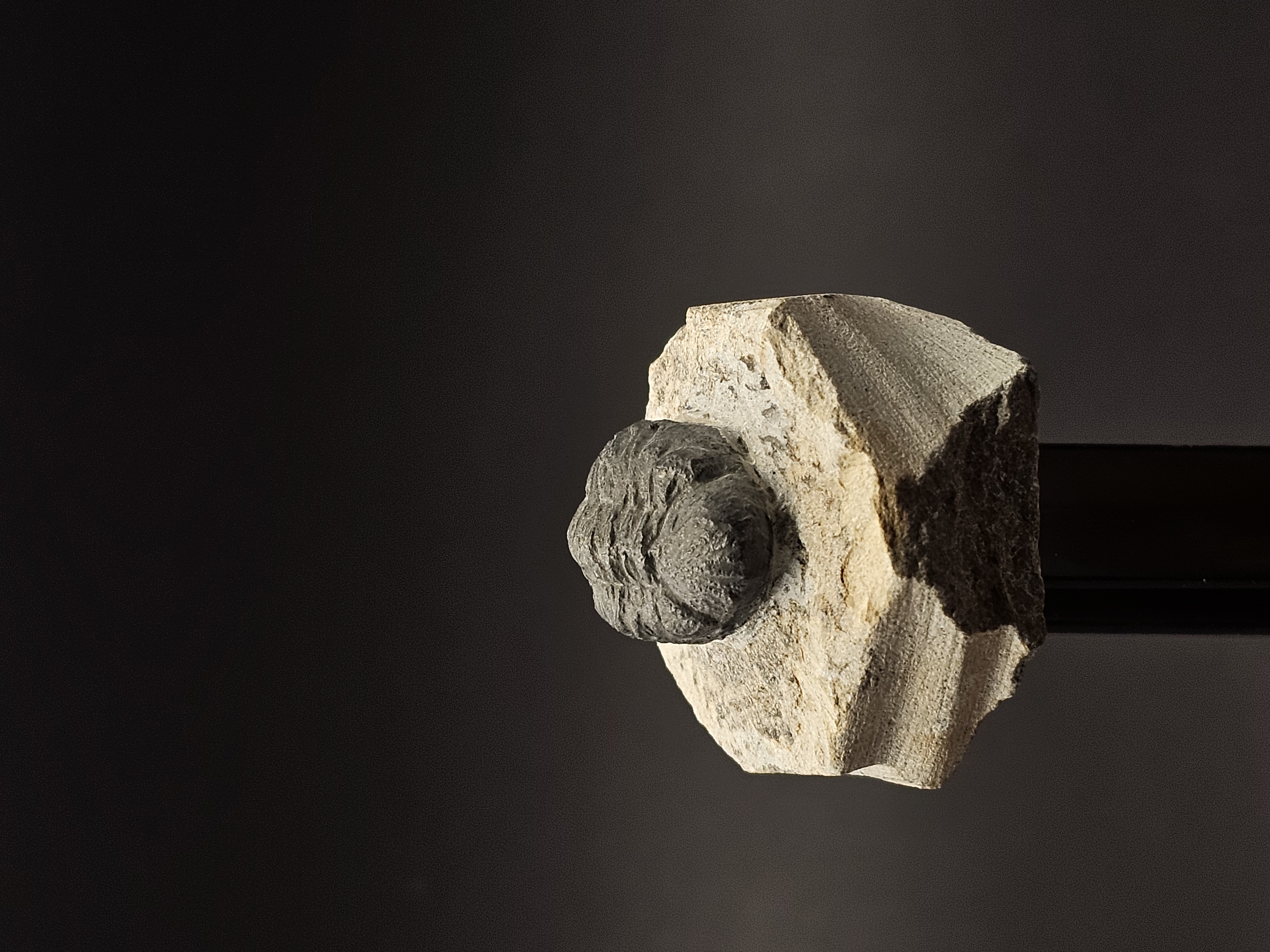 Gerastos Trilobite on Matrix — view 6