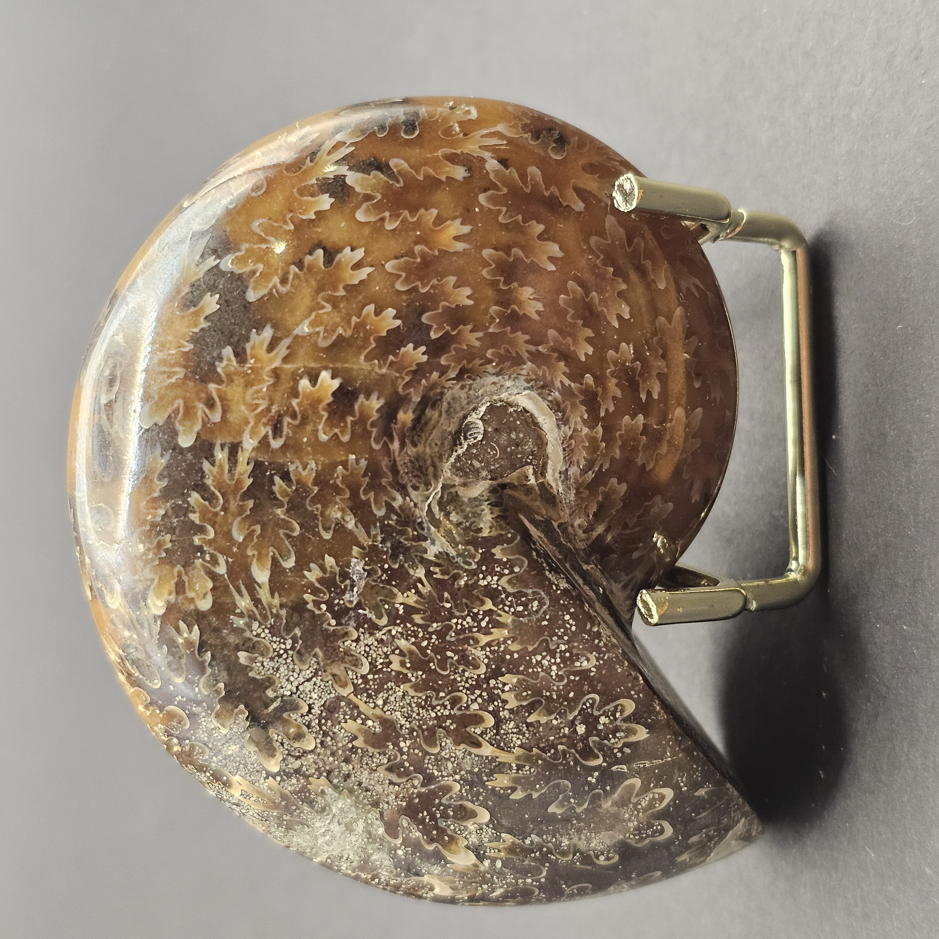 Polished Democeras Ammonite — view 2