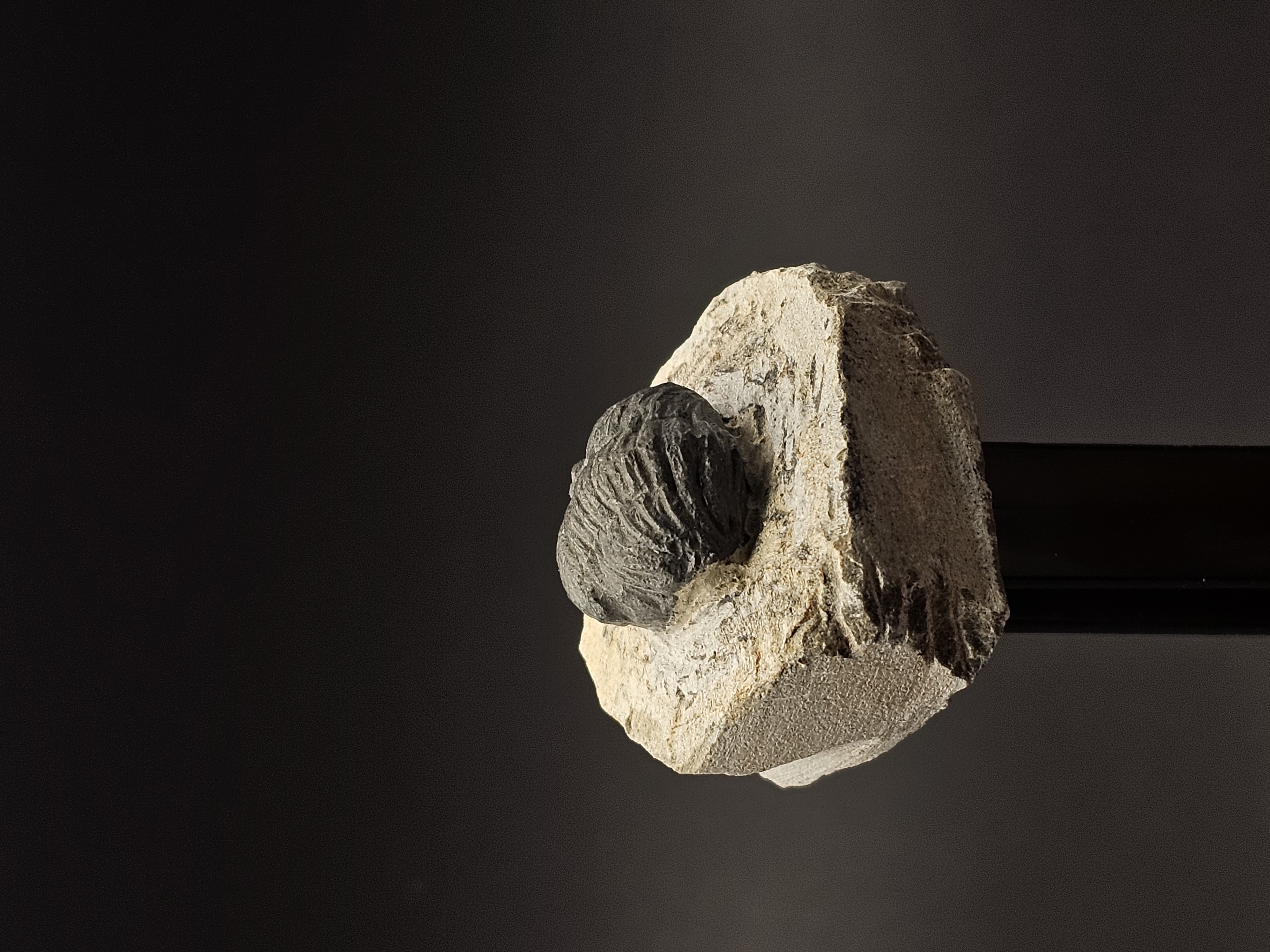 Gerastos Trilobite on Matrix — view 4